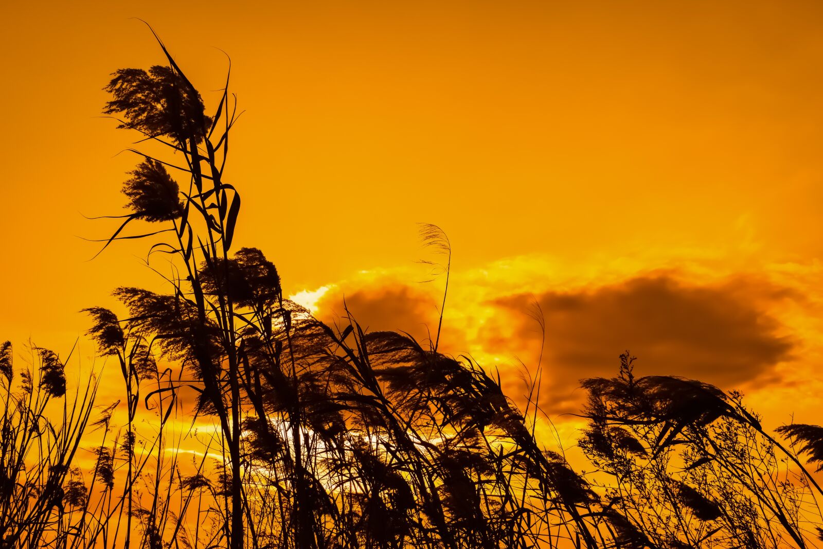 Nikon D3300 sample photo. Reeds, sunset, sky photography