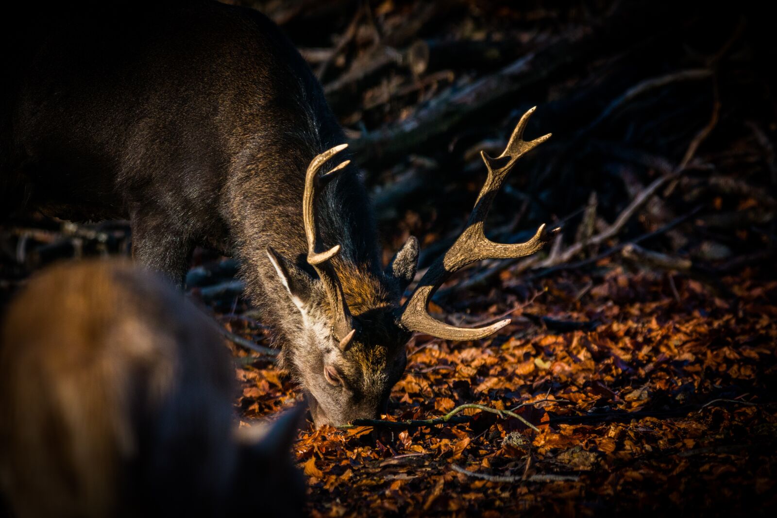 150-600mm F5-6.3 DG OS HSM | Contemporary 015 sample photo. Roe deer, hirsch, red photography