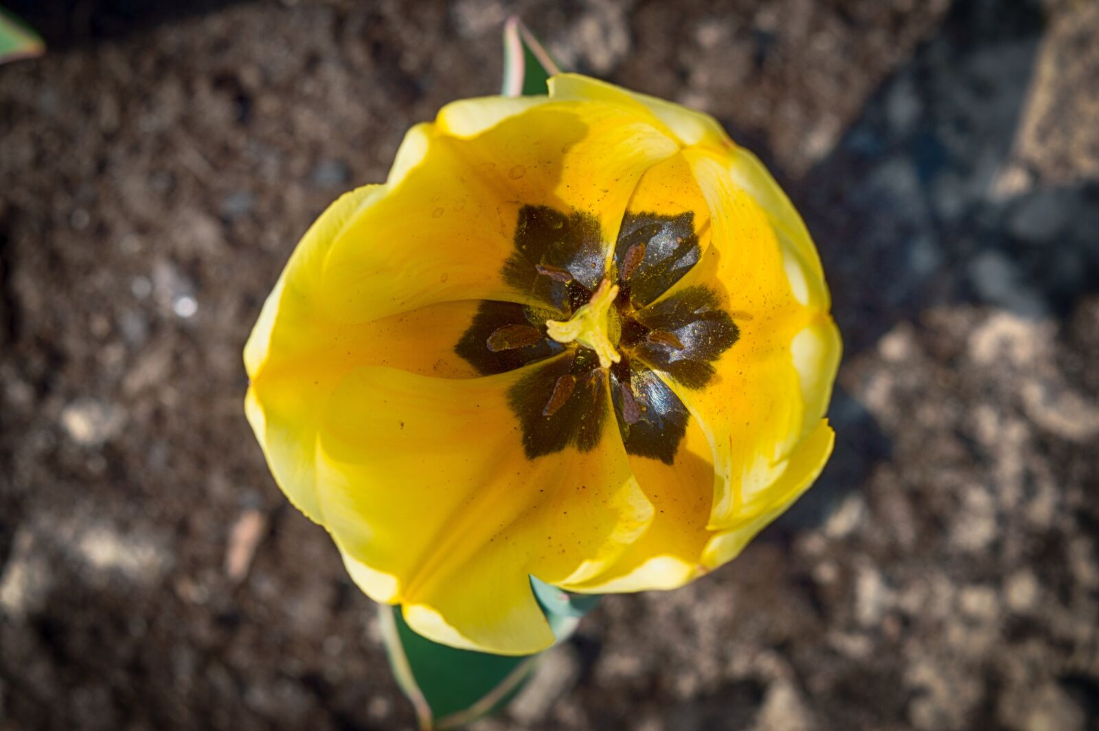 Nikon D3200 sample photo. Tulip, yellow tulip, flower photography