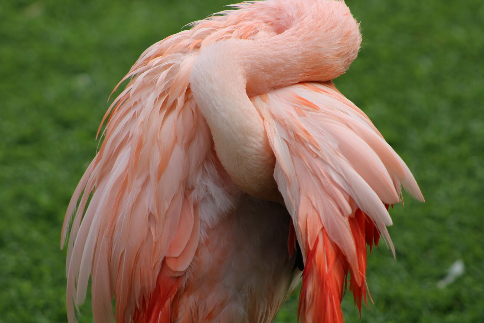Canon EF75-300mm f/4-5.6 sample photo. Pink flamingo, animal, pink photography
