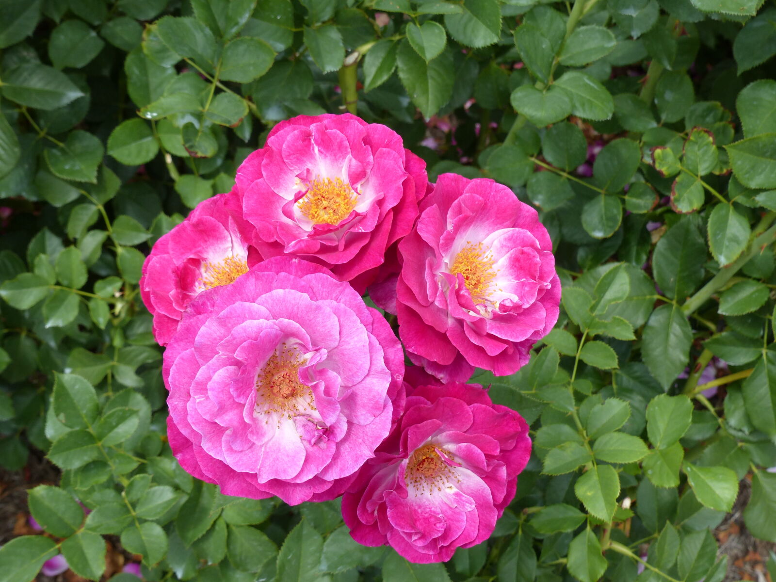 Panasonic Lumix DMC-FZ200 sample photo. Beautiful, flowers, green, leaves photography