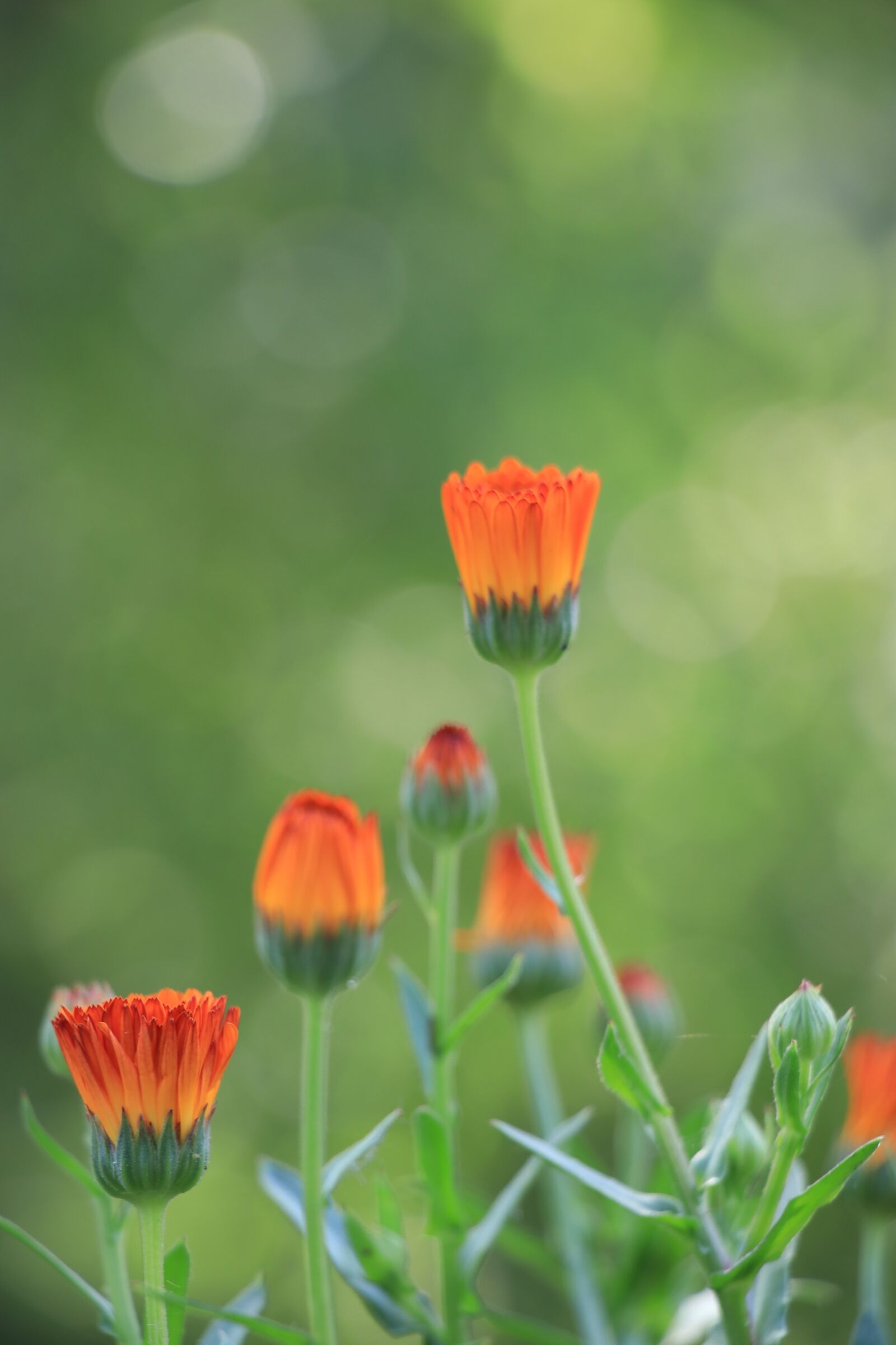 Canon EF-S 18-135mm F3.5-5.6 IS USM sample photo. Flower, nature, blossom photography