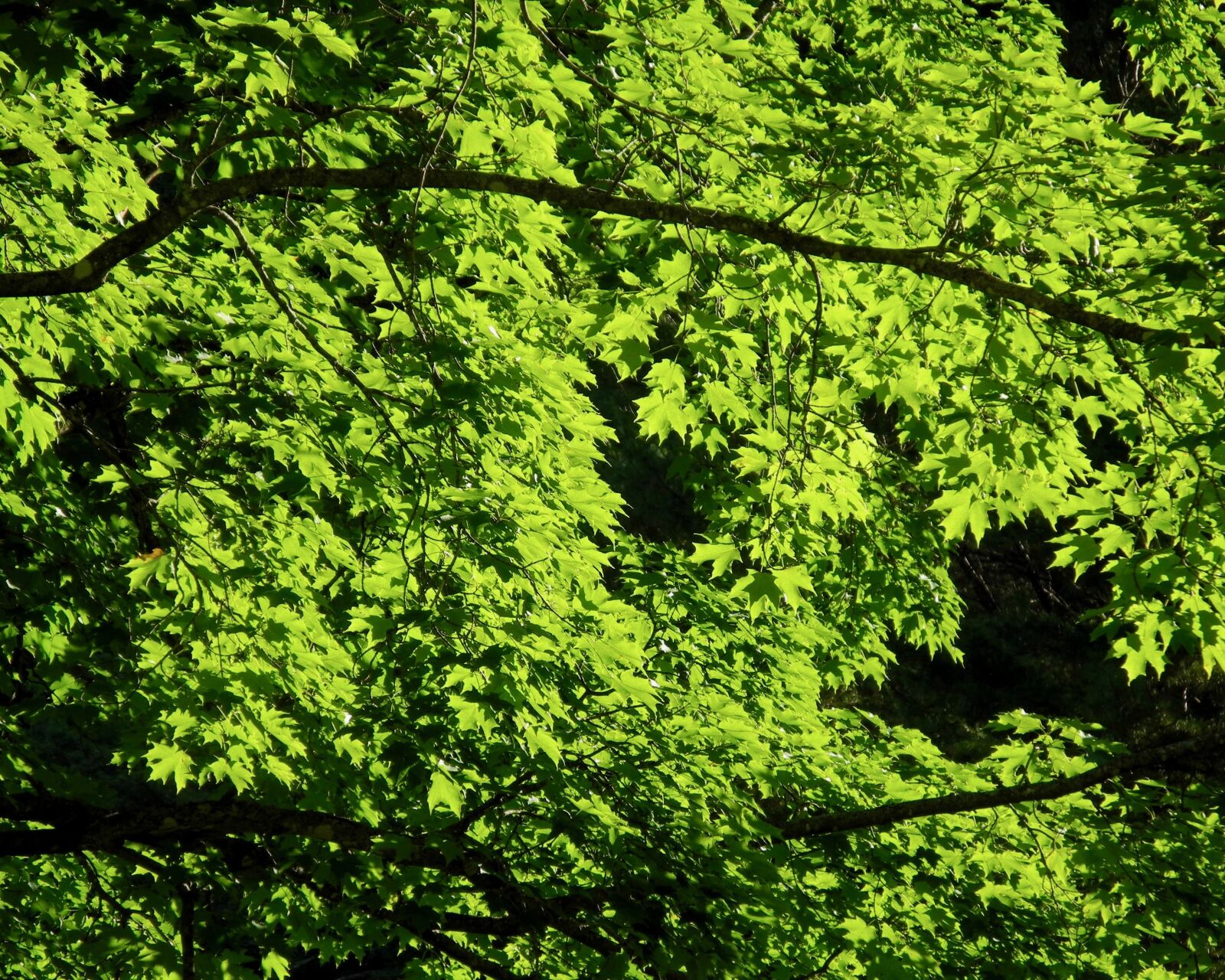 Nikon Coolpix P7000 sample photo. Tree, leaves, summer photography