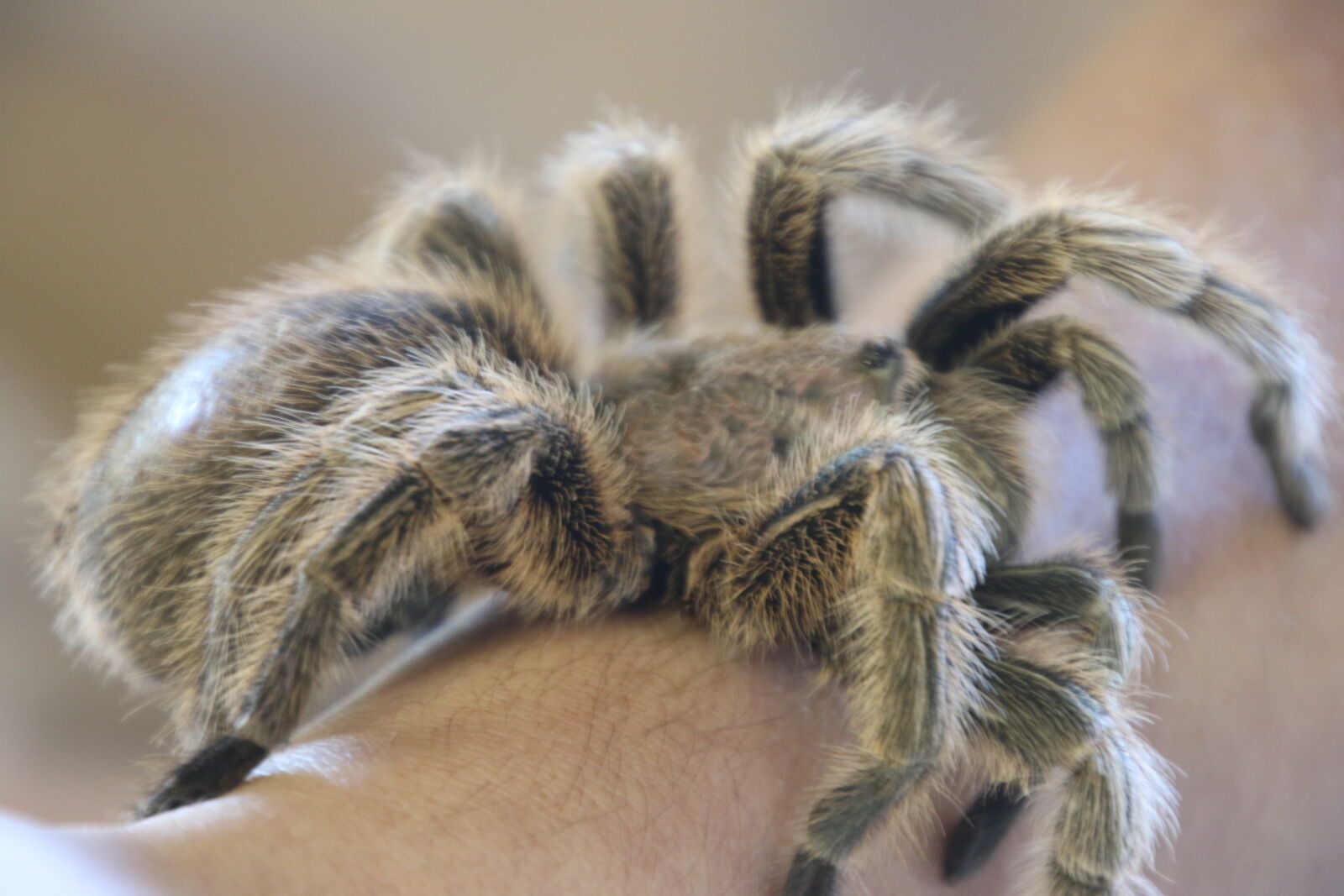 Canon EOS 7D Mark II sample photo. Animal, big, eight, hairy photography