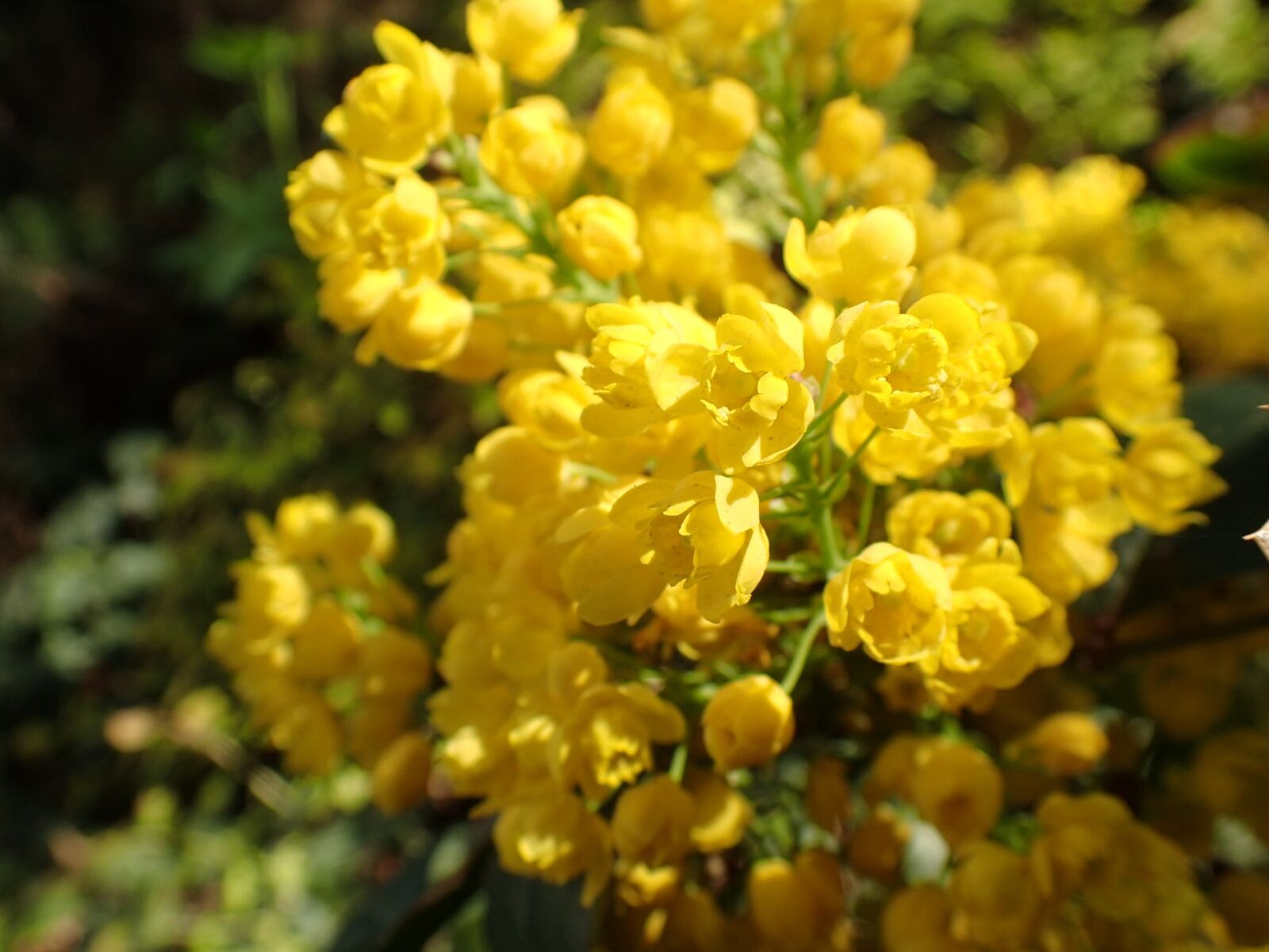 Olympus TG-3 sample photo. Plant, flower, nature photography