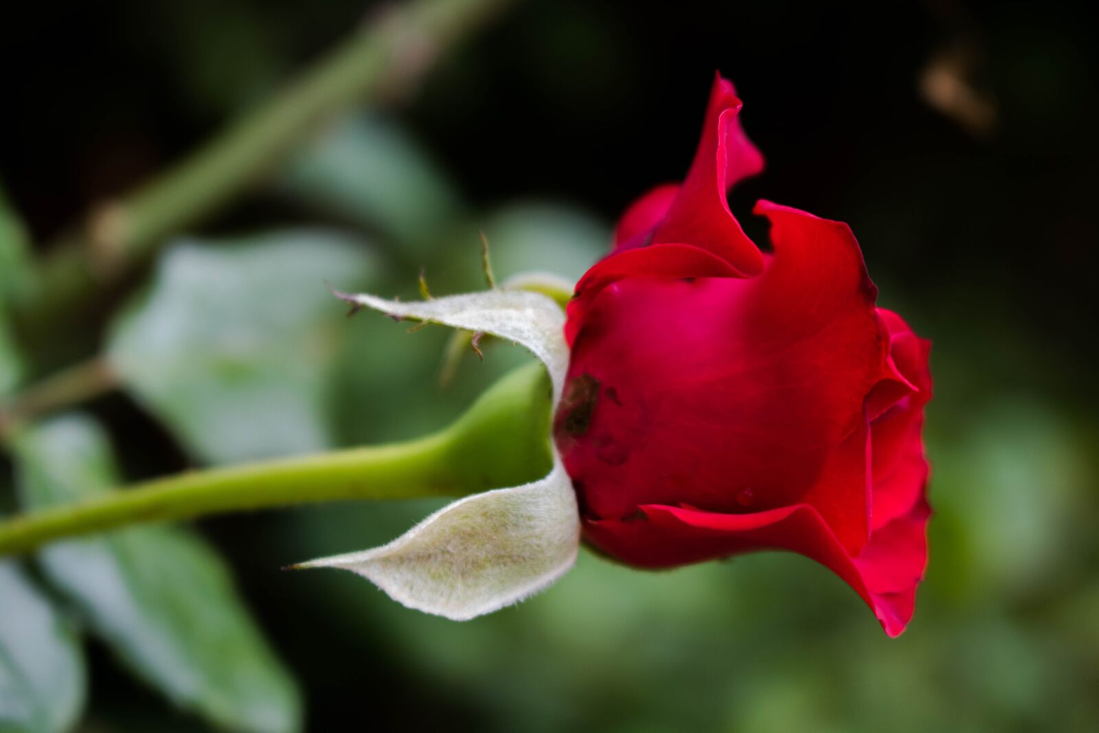 Canon EOS 750D (EOS Rebel T6i / EOS Kiss X8i) sample photo. Rose, flower, red photography