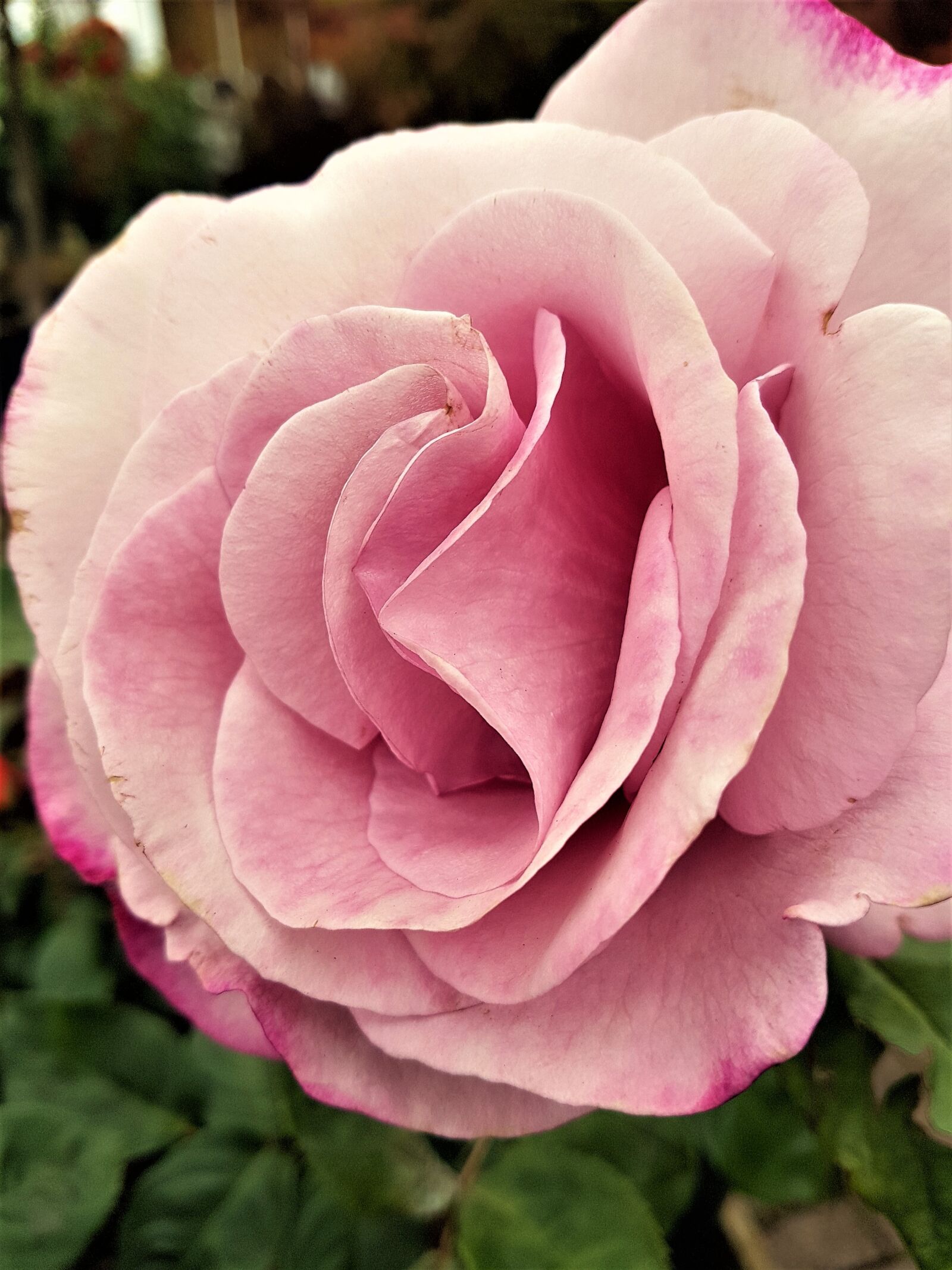 Samsung Galaxy S7 Edge sample photo. Rose, bloom, flower photography