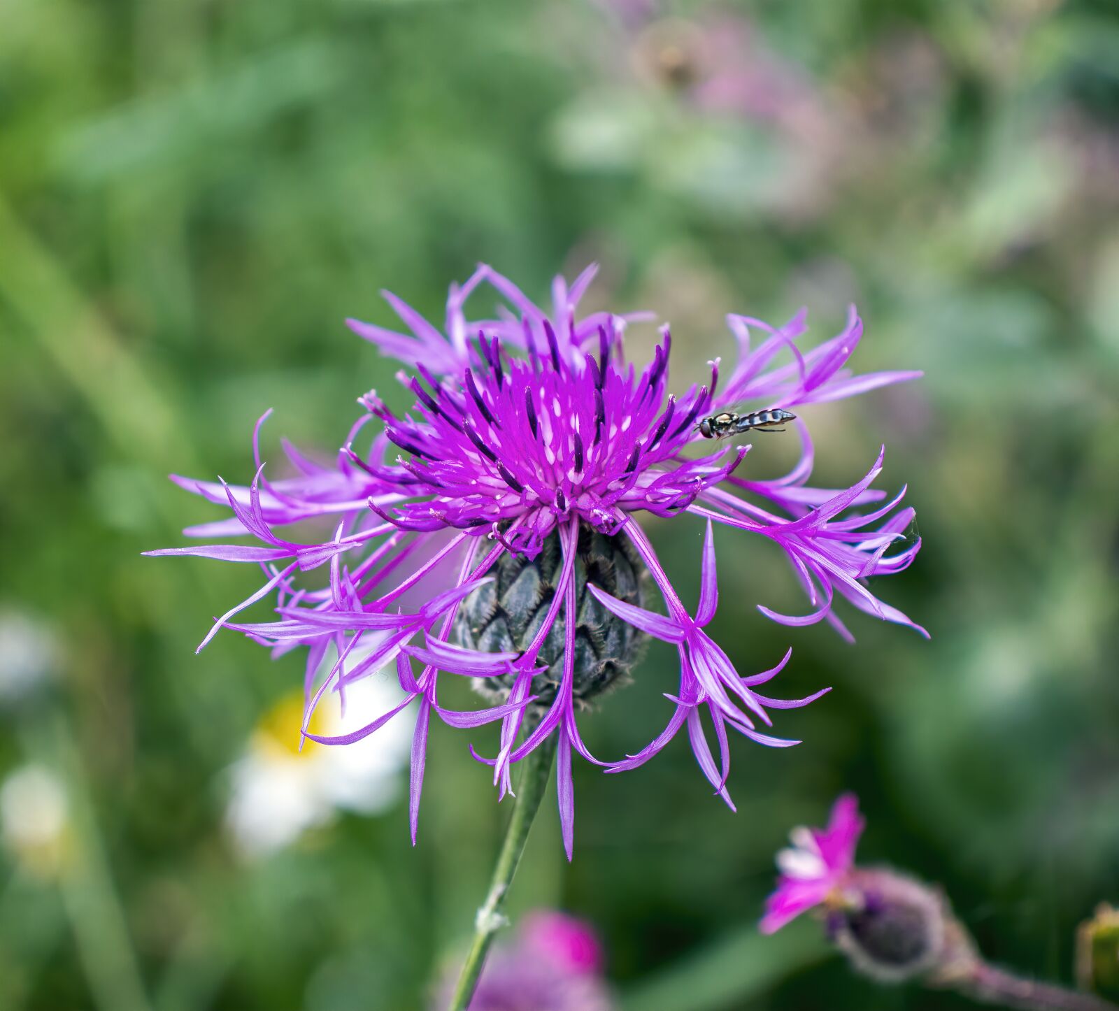 Canon EOS 800D (EOS Rebel T7i / EOS Kiss X9i) sample photo. Greater-knapweed, wildflower, plant photography