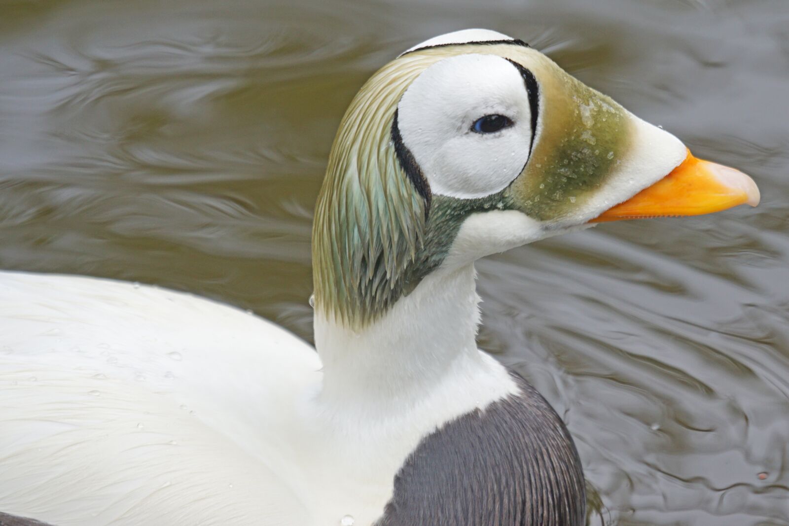 Sony ILCA-77M2 + Sony 70-400mm F4-5.6 G SSM sample photo. Plush head eider, male photography