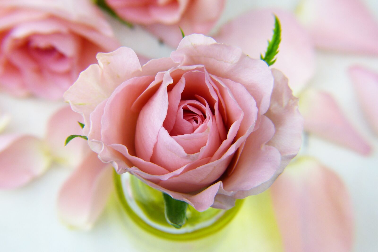 Panasonic Lumix DMC-FZ150 sample photo. Rose, love, floral photography