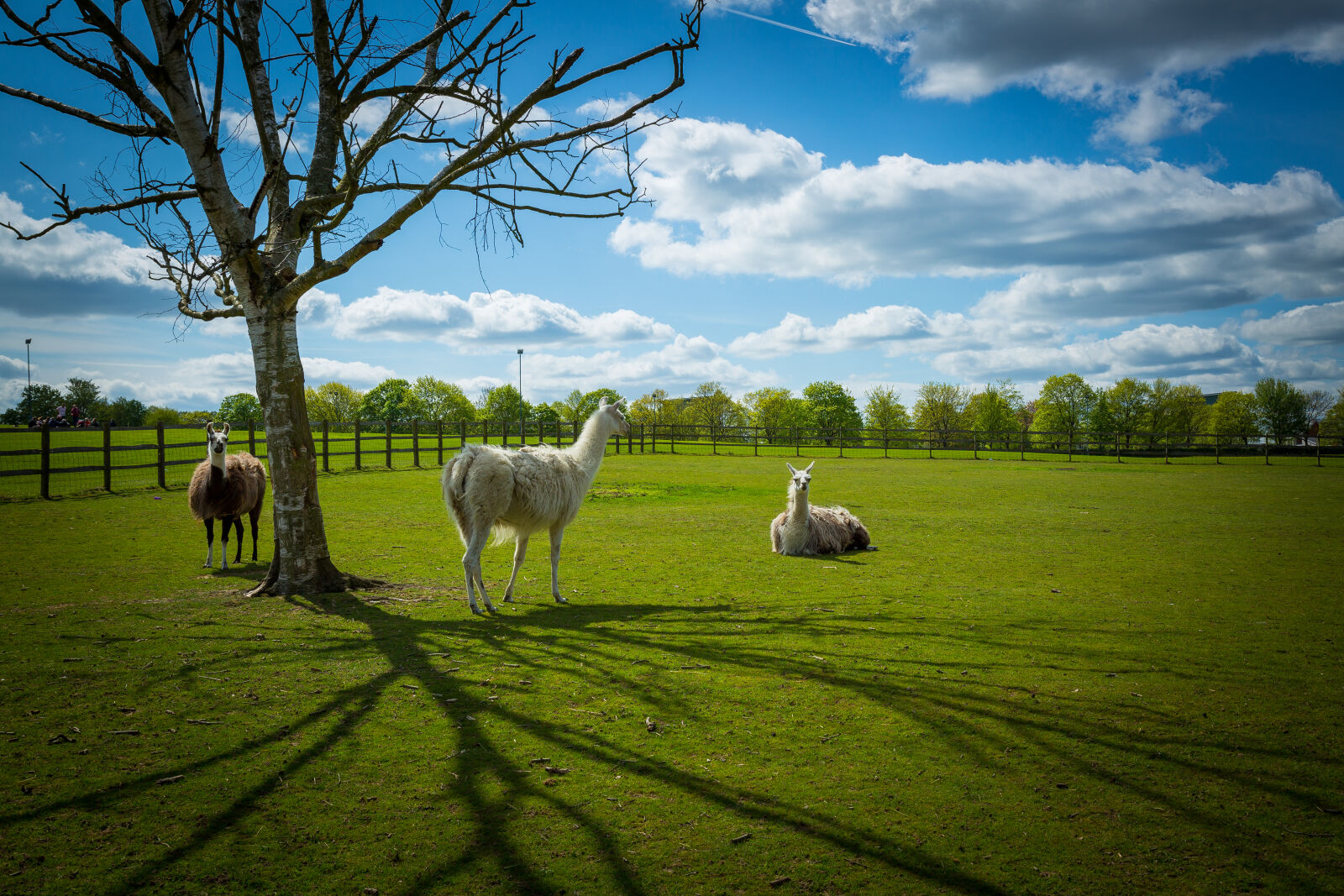 Canon EOS 5D Mark III sample photo. Farm photography