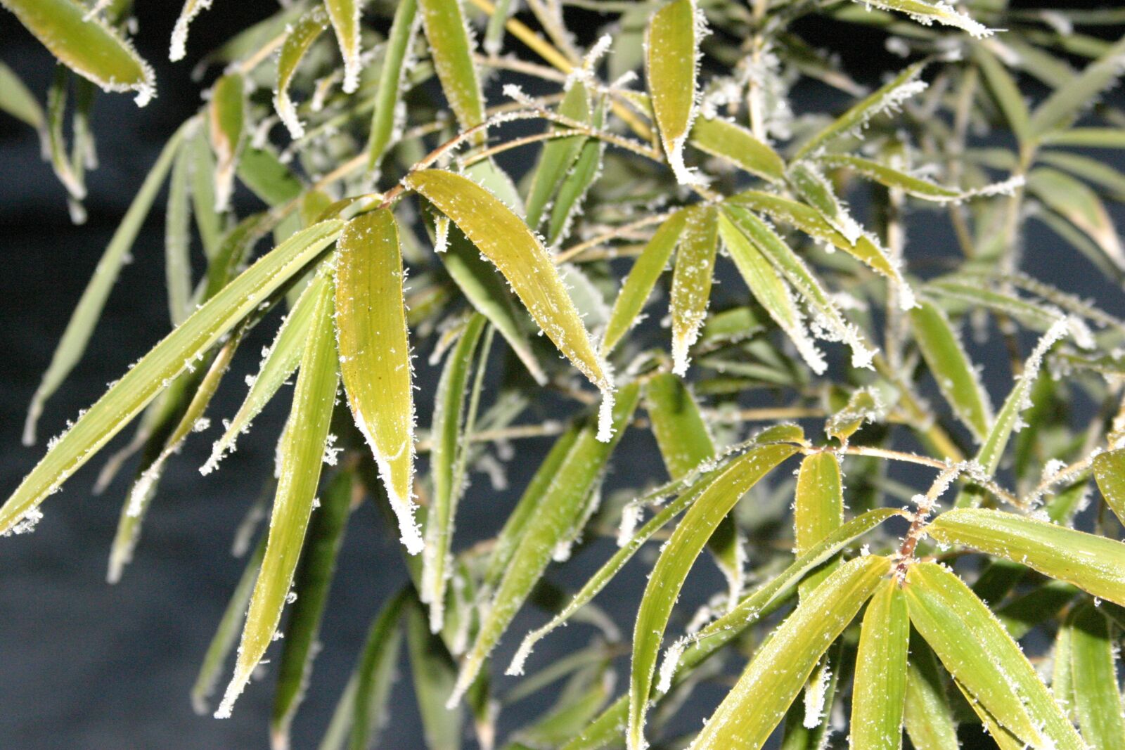 Canon EOS 10D sample photo. Bamboo, frozen, ice photography