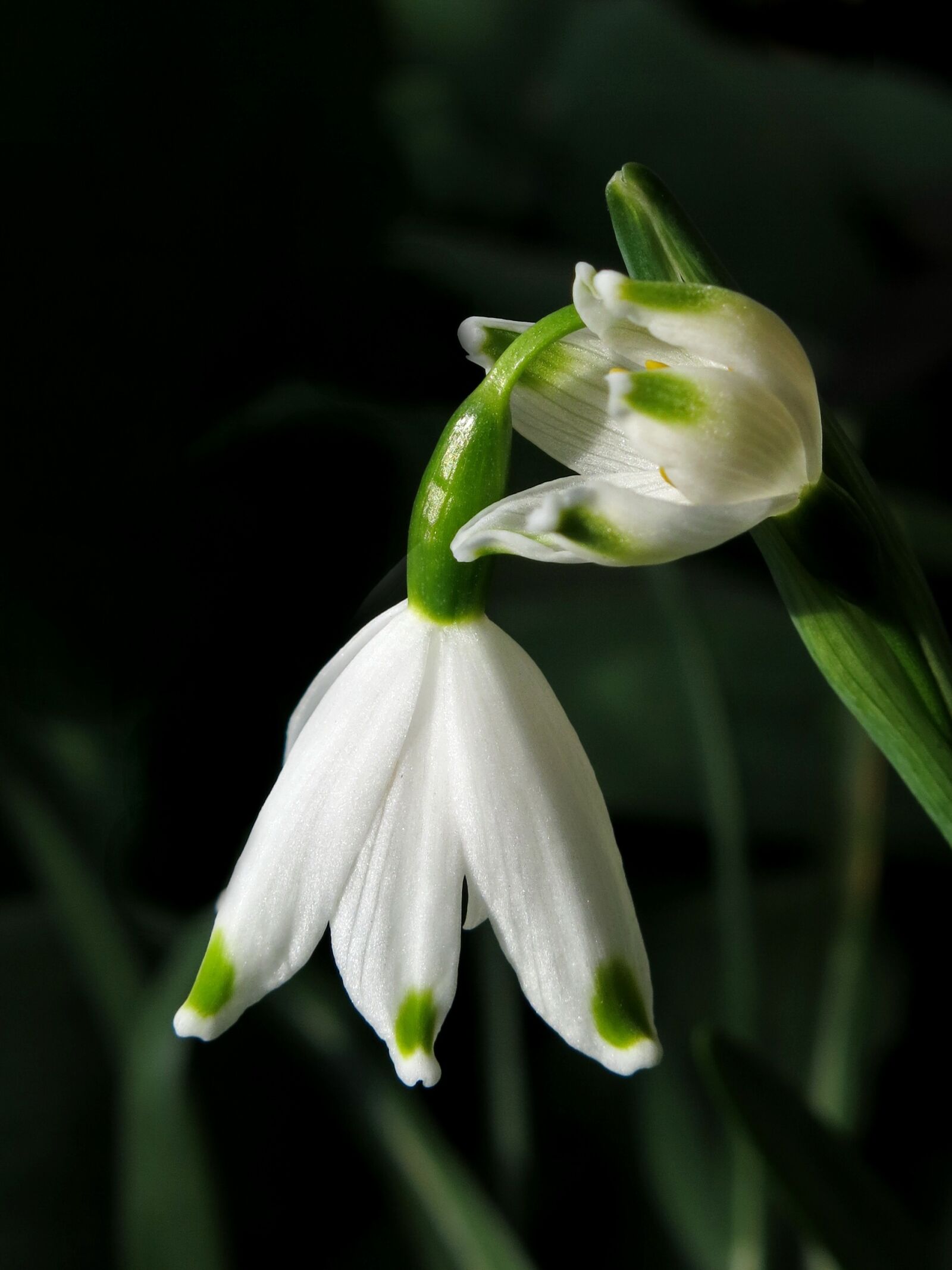 Canon PowerShot G15 sample photo. Snowflake, white flower, maerzgloeckchen photography