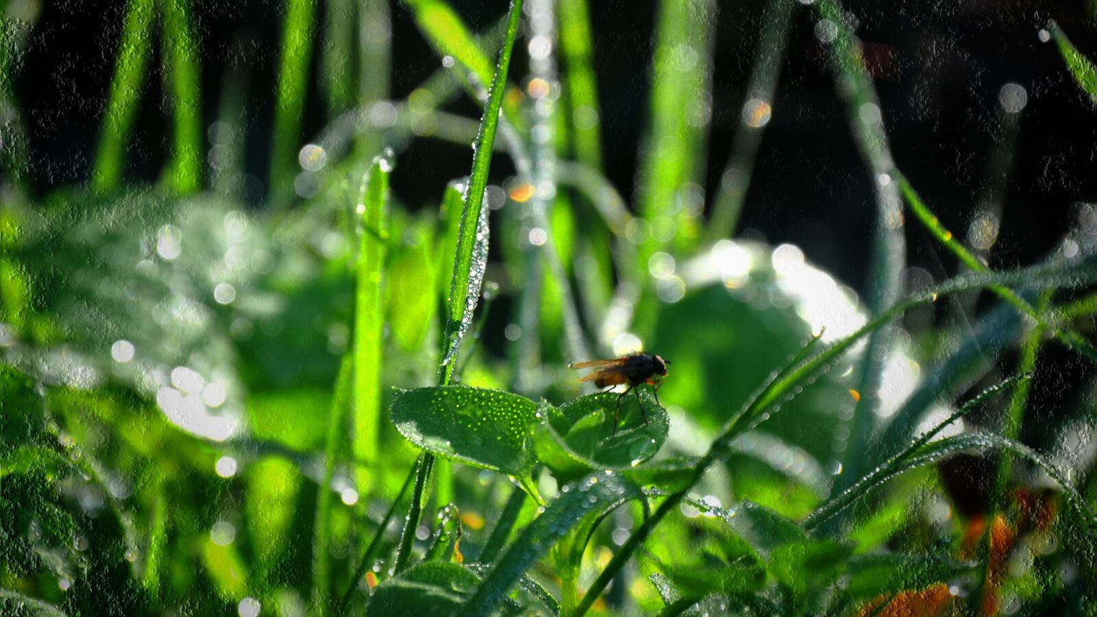 Nikon D90 sample photo. Dew, green, insect photography