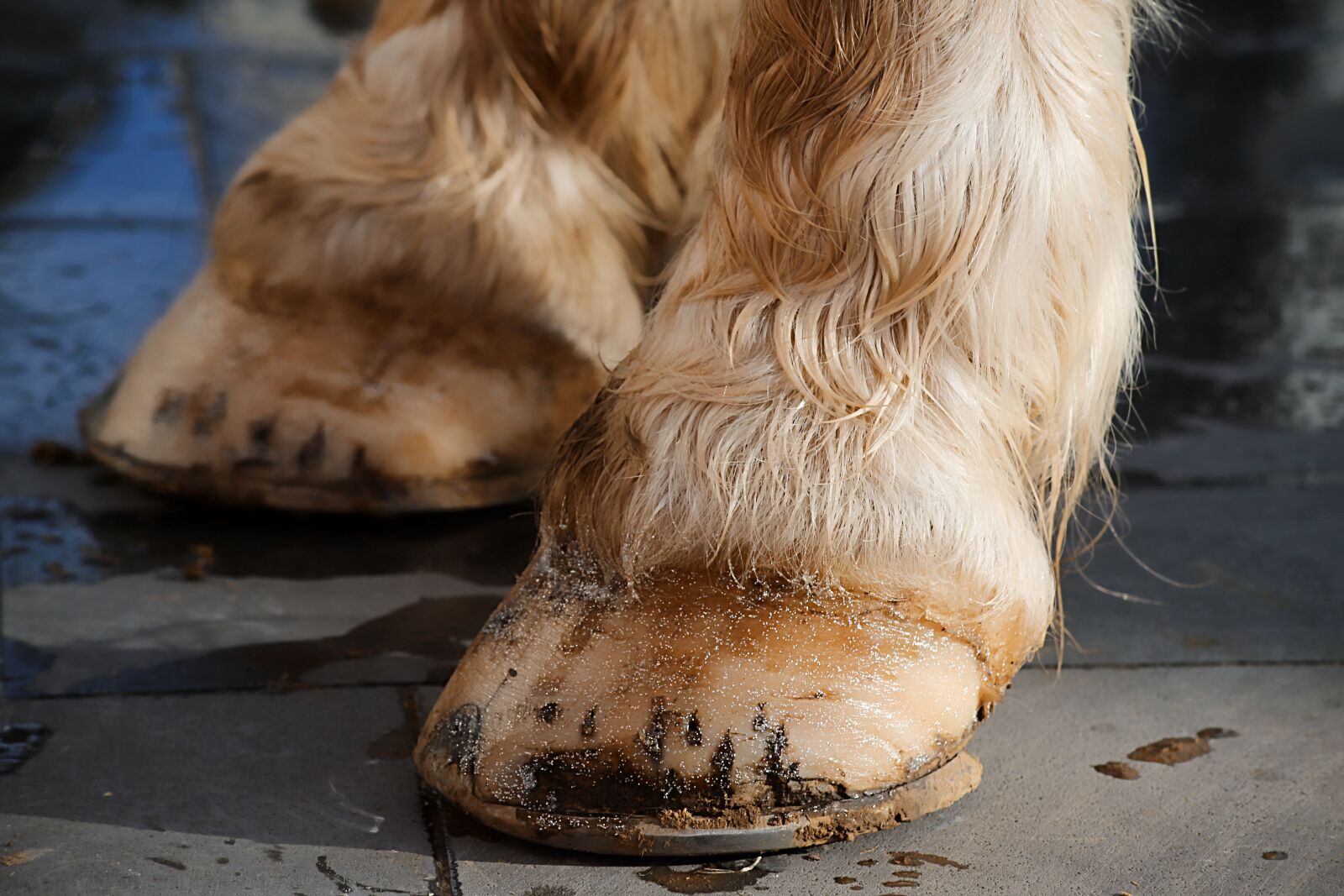 Canon EOS 5D Mark III sample photo. Shoe, horse, equine photography