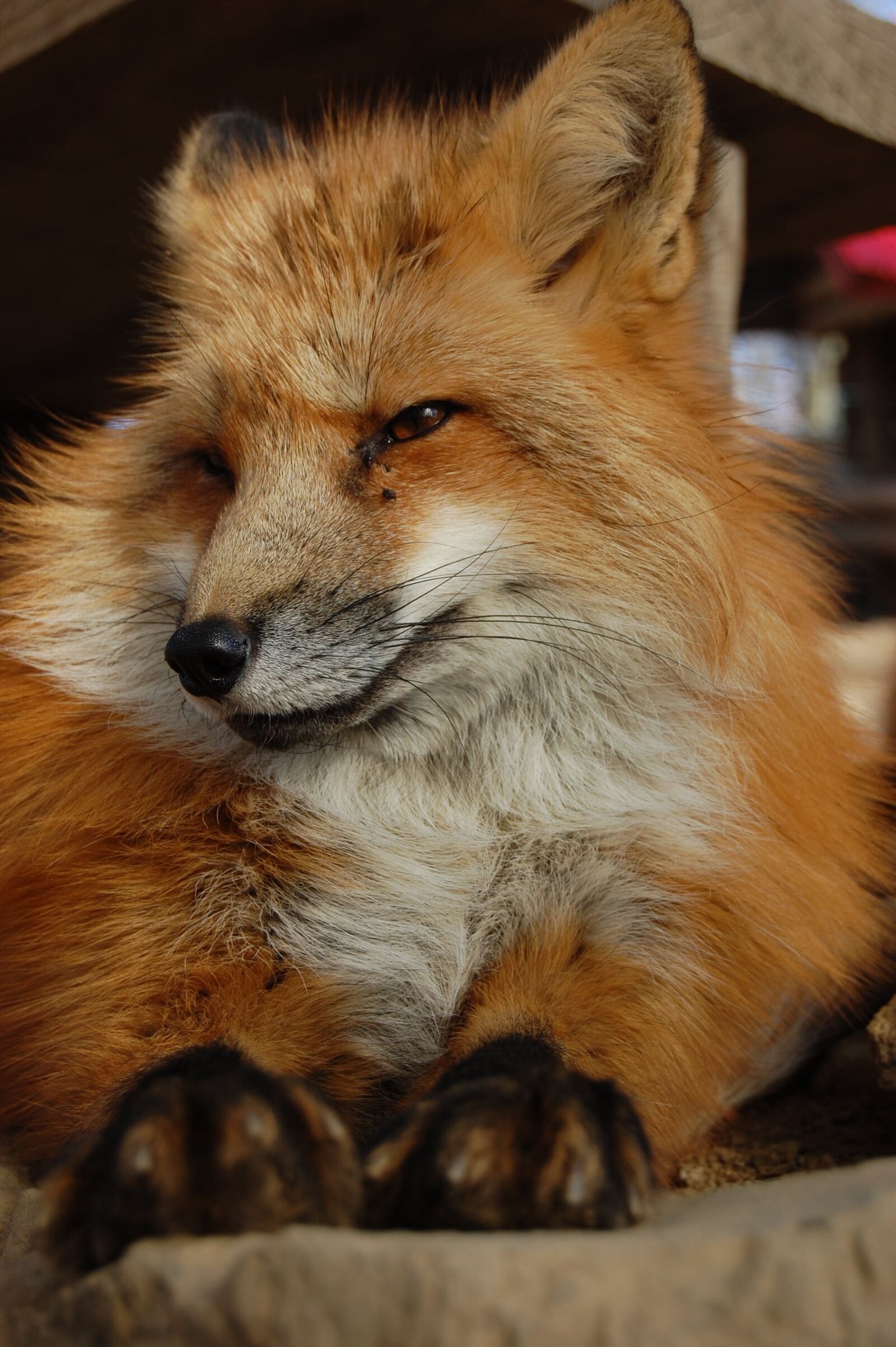 Nikon D40 sample photo. Mammal, 犬科, animal photography