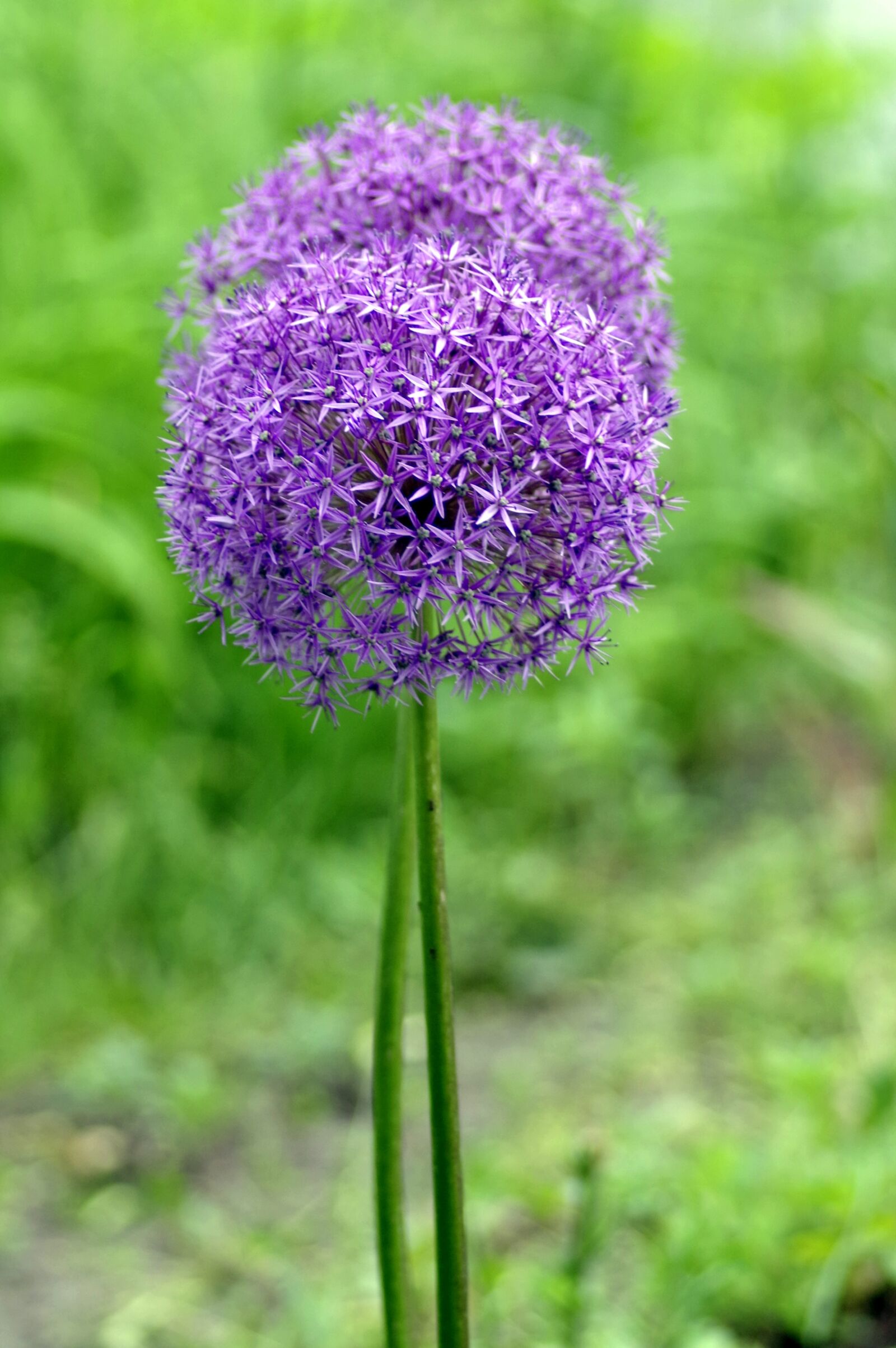 Pentax K-S2 sample photo. Decorative garlic, huge, sphere photography