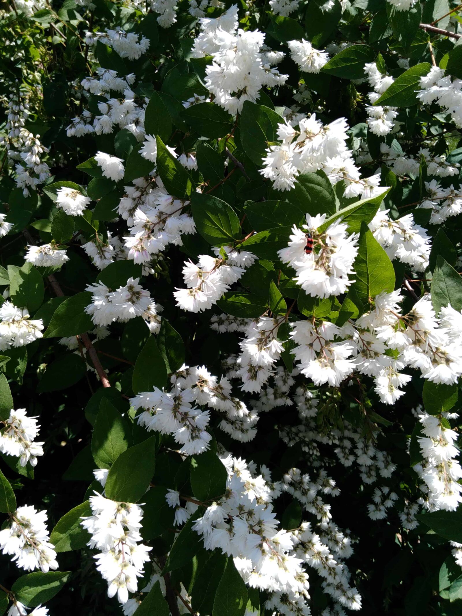 Lenovo S60-A sample photo. Flora, flower, summer, nature photography