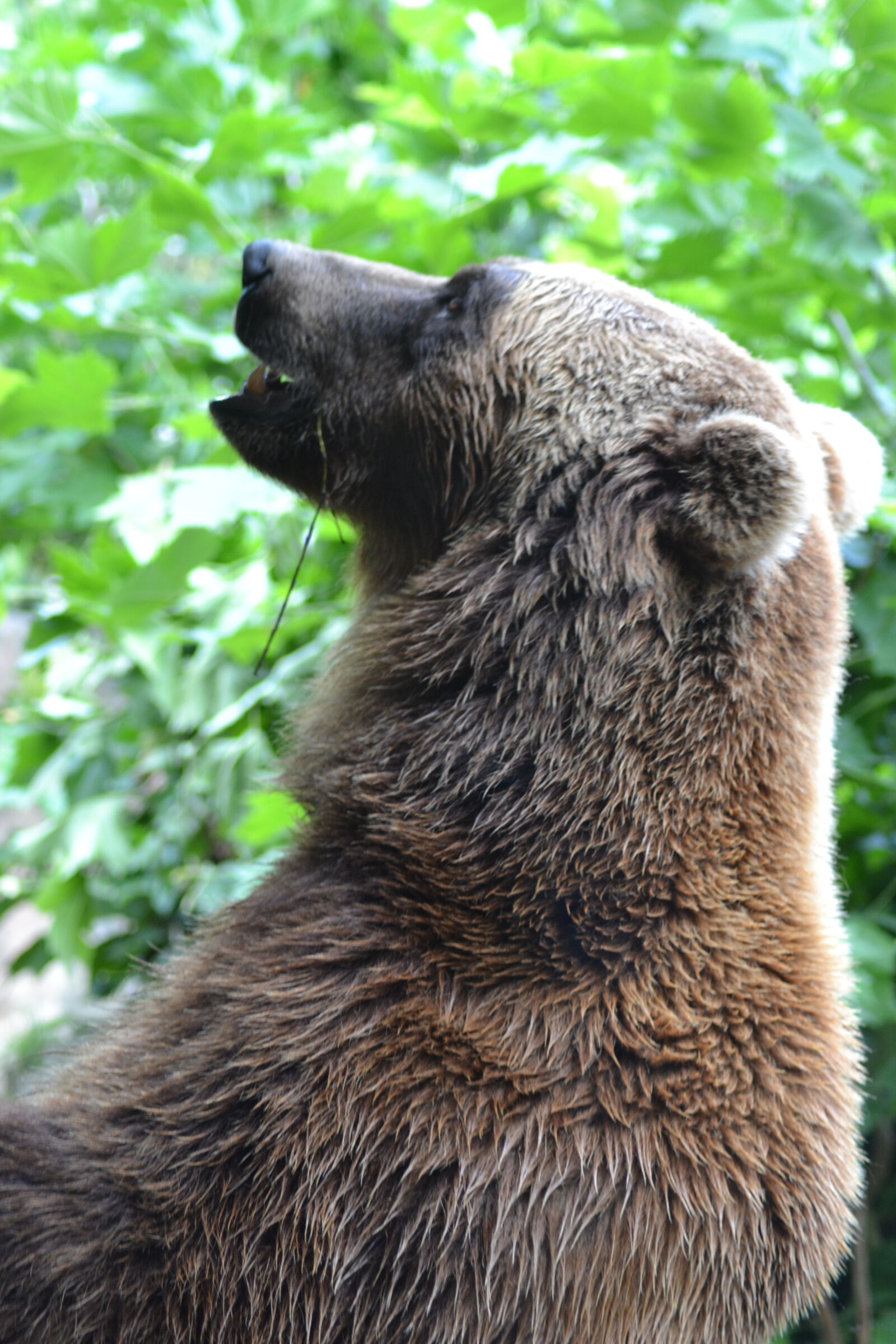 Nikon D3100 sample photo. Bears, close, up, view photography