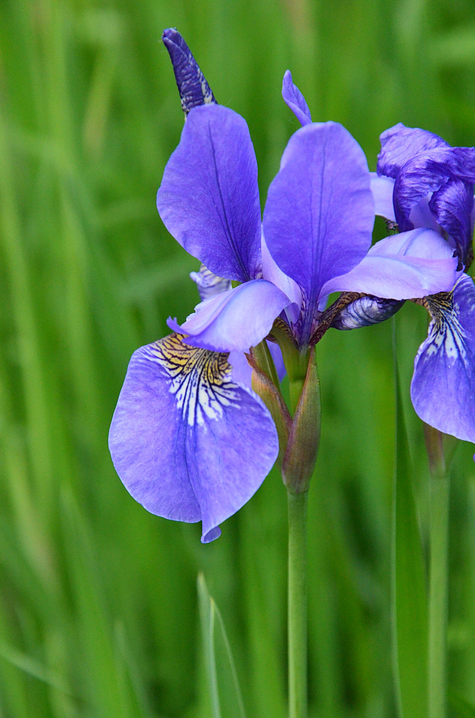 Nikon D7000 sample photo. Iris, irises, kosaćce photography