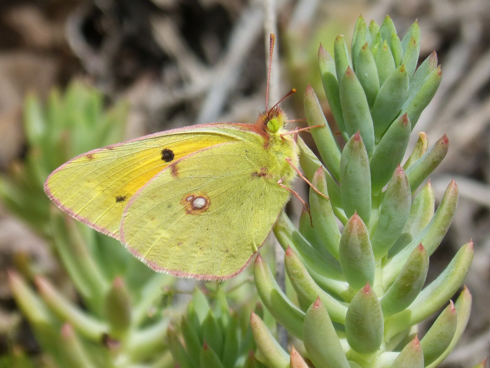Panasonic DMC-FZ62 sample photo. Butterfly, cleopatra, gonepteryx cleopatra photography