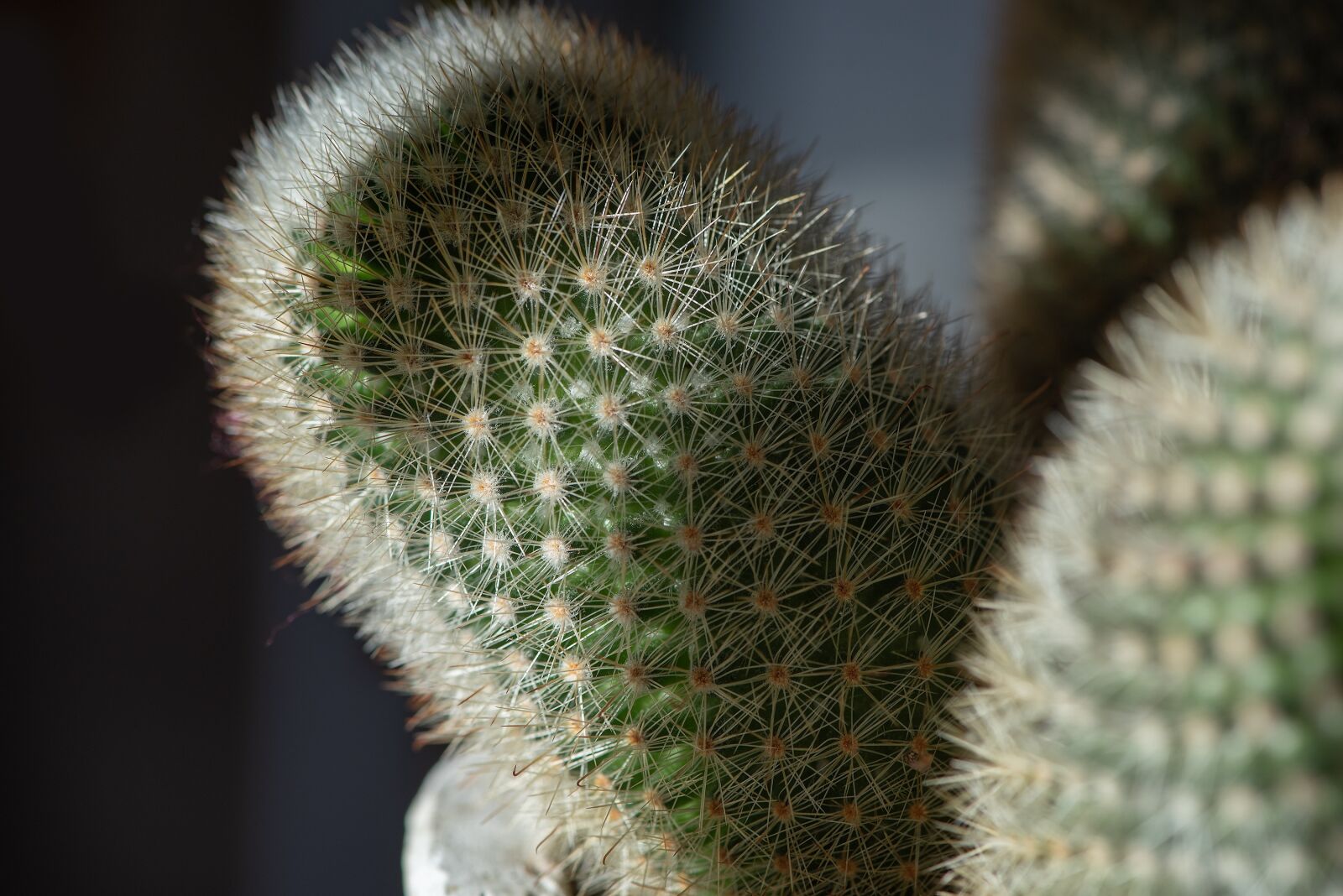 Nikon D750 sample photo. Cactus, plant, houseplant photography