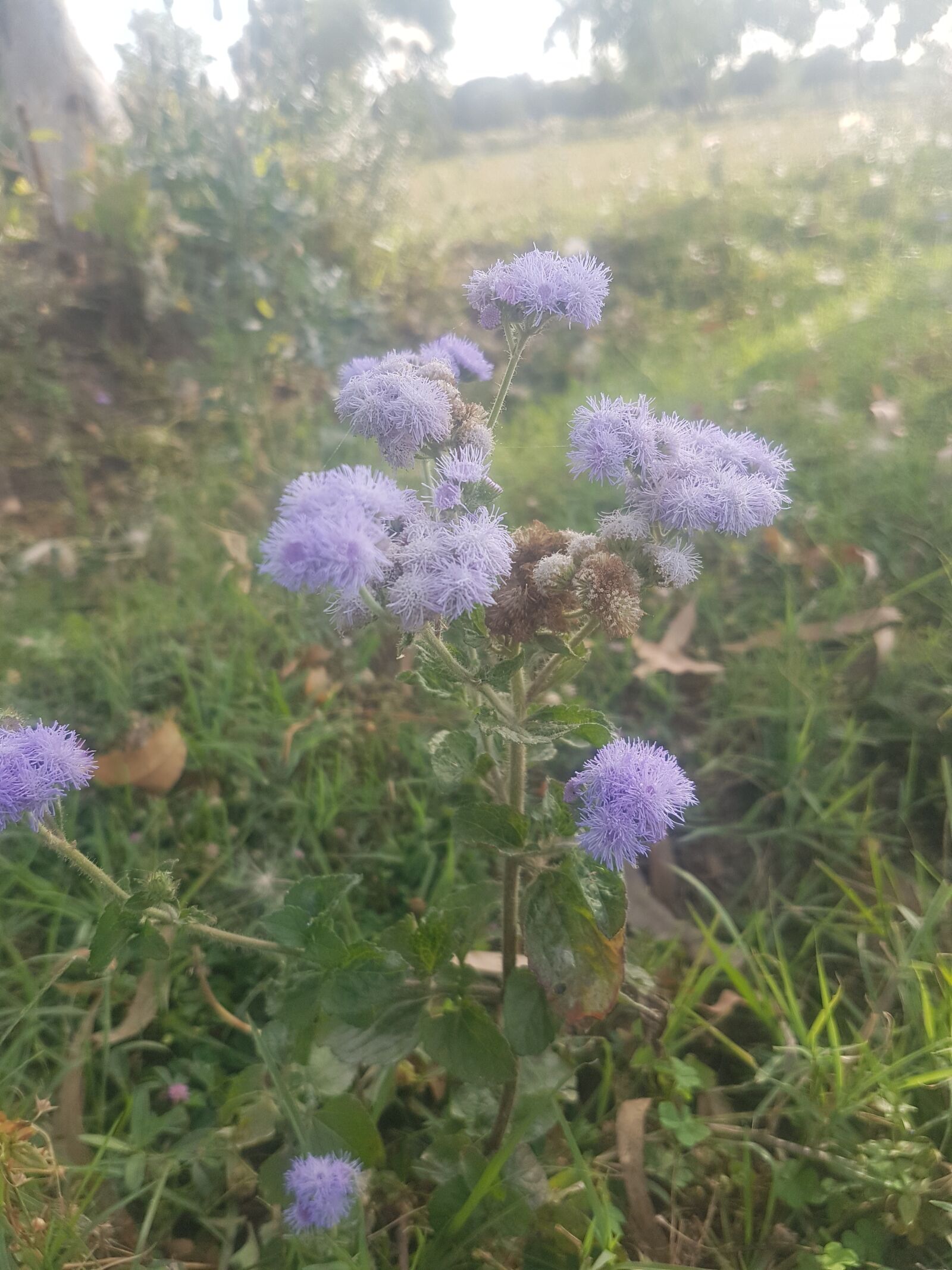 Samsung Galaxy S7 sample photo. Botia, pakistan, plant photography