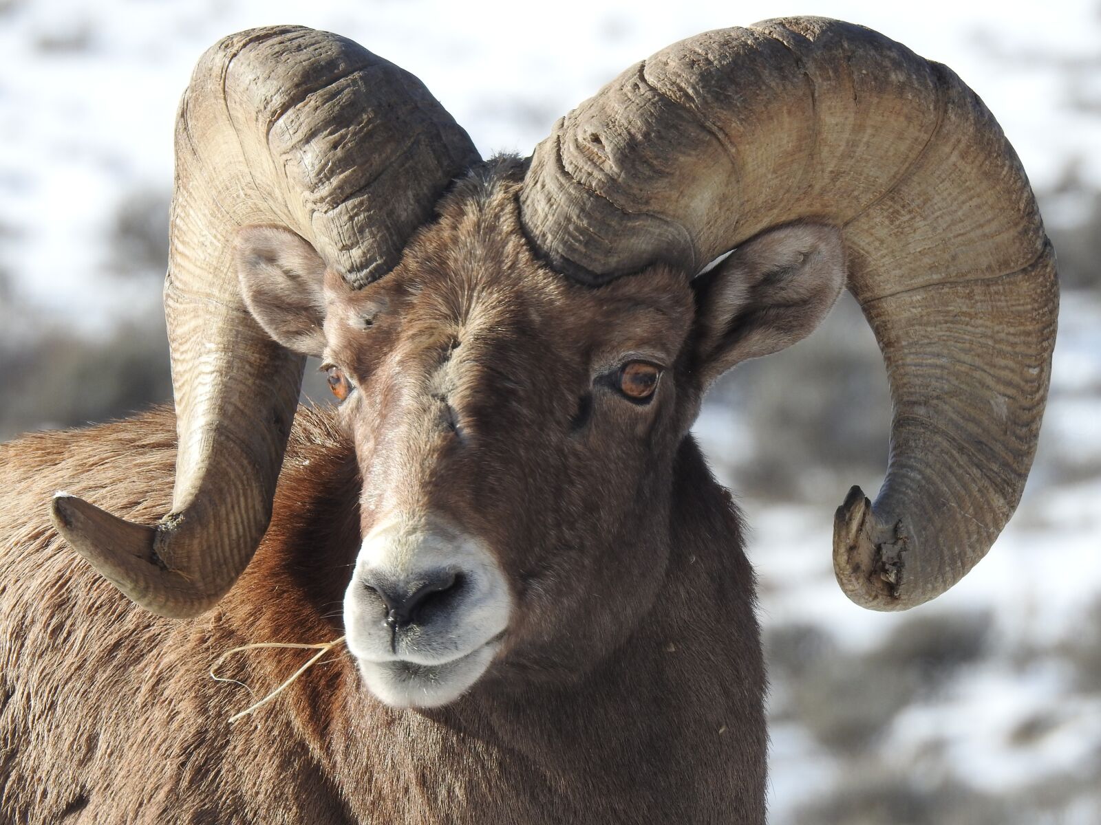 Nikon Coolpix P900 sample photo. Sheep, nature, ram photography