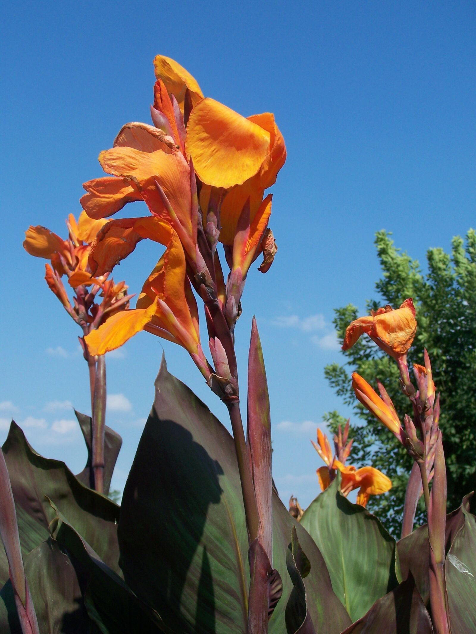 Kodak Z650 ZOOM DIGITAL CAMERA sample photo. Flower, orange, nature photography