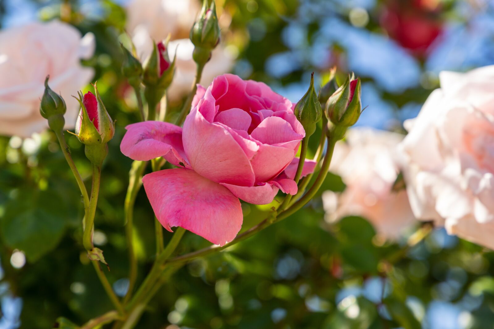 Canon EOS 6D Mark II sample photo. Rose, plant, red photography