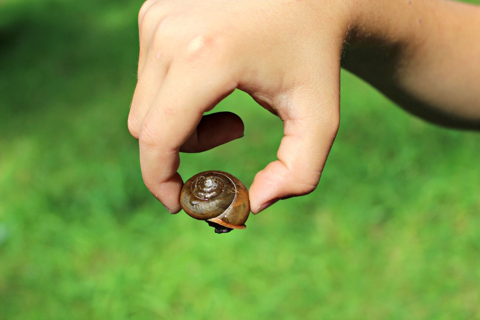 Canon EOS 1200D (EOS Rebel T5 / EOS Kiss X70 / EOS Hi) + Canon EF-S 18-55mm F3.5-5.6 IS STM sample photo. Snail, brown, summer photography