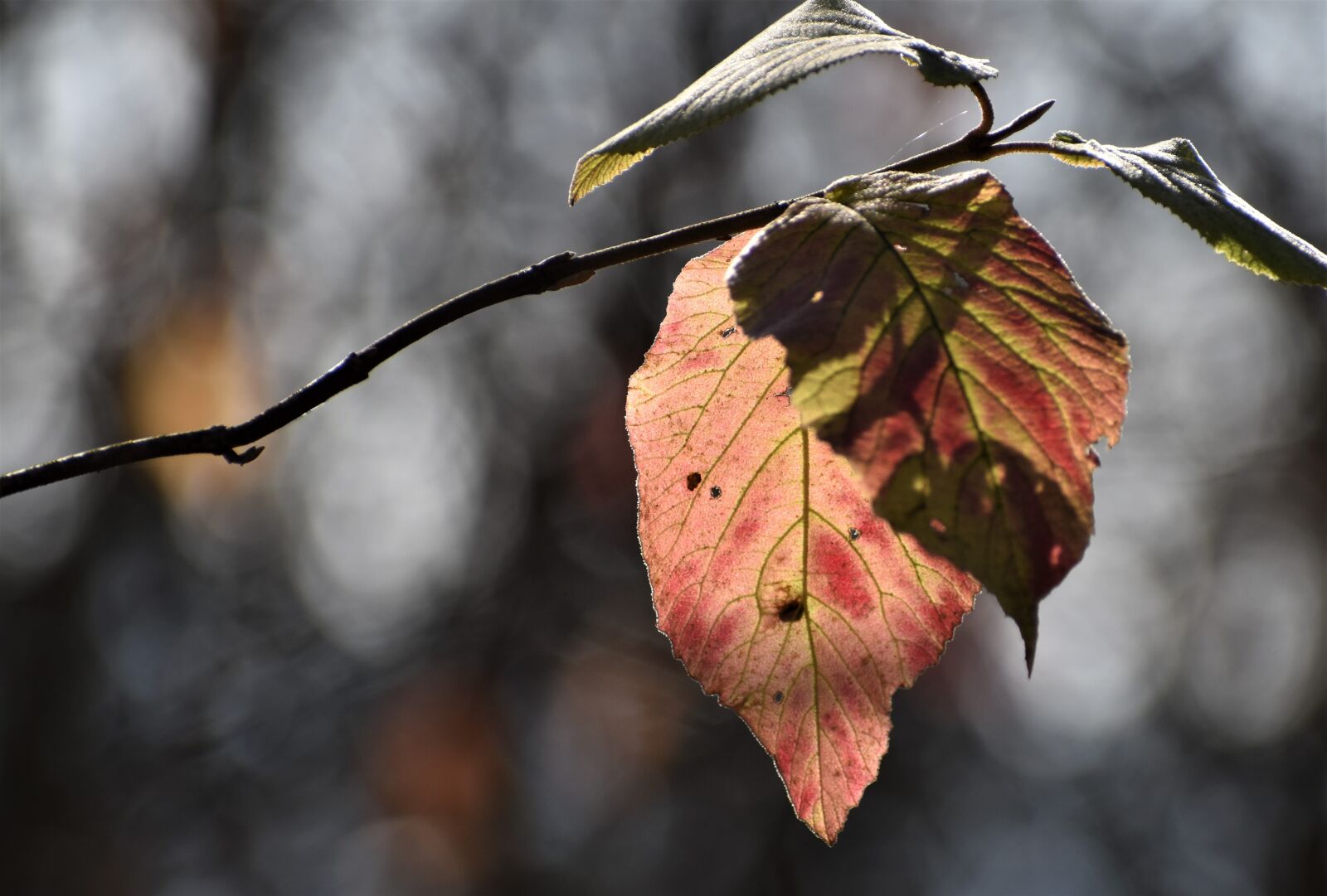 Nikon D3500 sample photo. Foliage, tree, branch photography