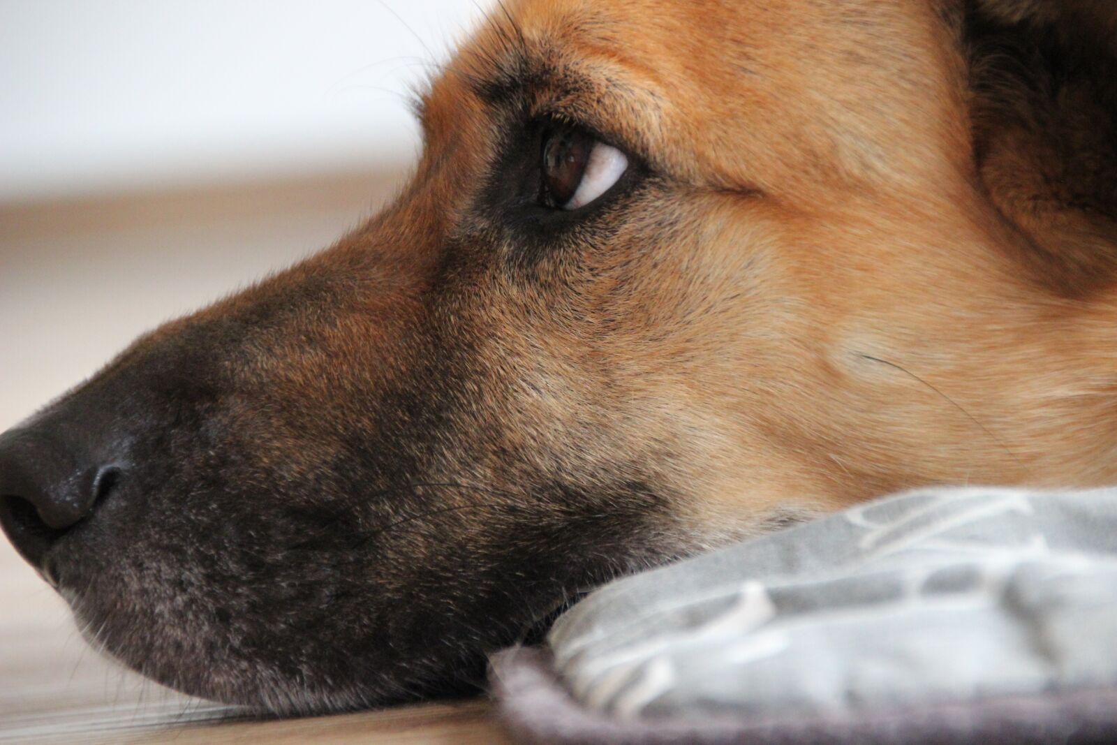 Canon EOS 600D (Rebel EOS T3i / EOS Kiss X5) sample photo. Dog, mix, face photography