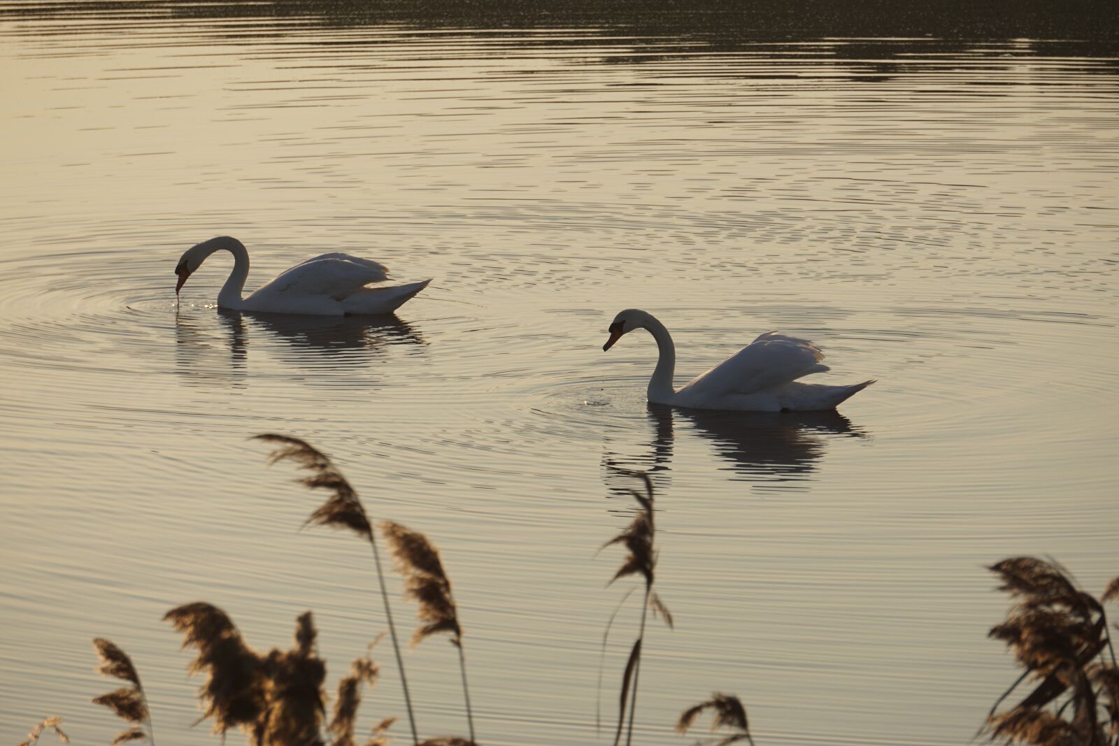 Sony E 55-210mm F4.5-6.3 OSS sample photo. Swan, water, river photography