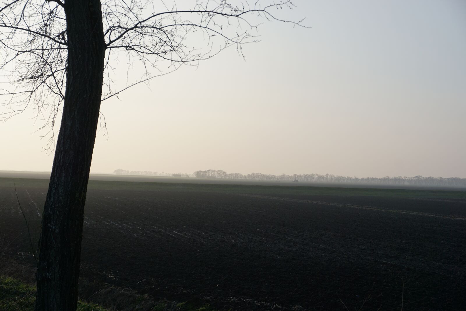Sony E 16-50mm F3.5-5.6 PZ OSS sample photo. Fog, tree, landscape photography