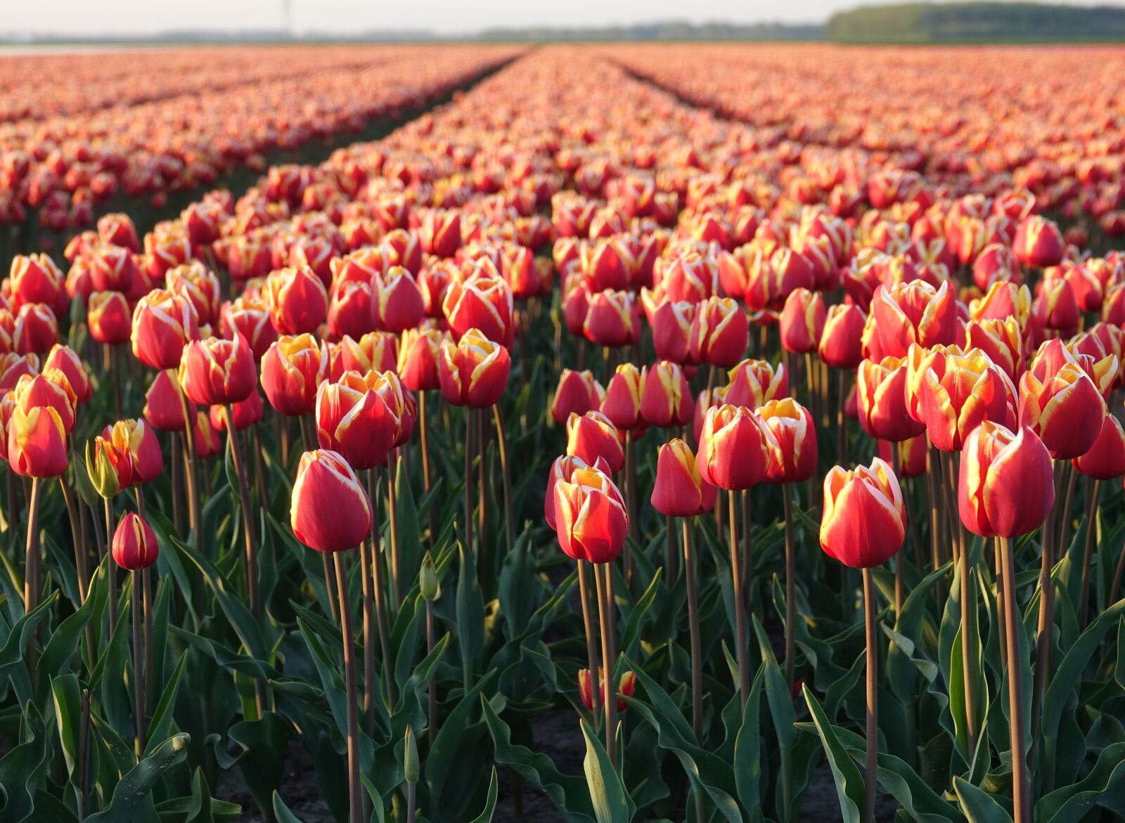 Sony Cyber-shot DSC-RX10 III sample photo. Tulips, tulip field, orange photography
