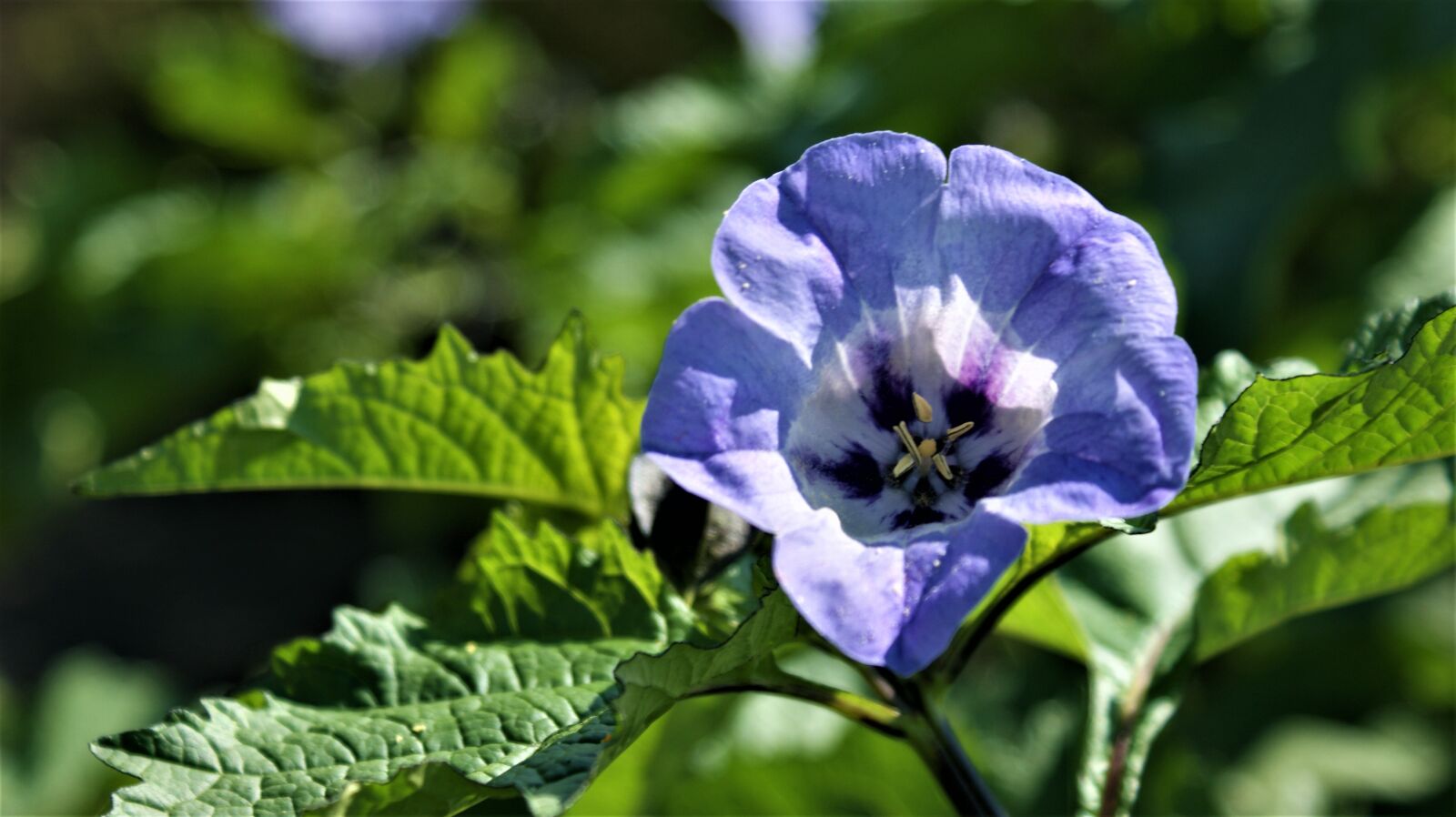 Sony Alpha DSLR-A350 sample photo. Blue, flower, vegetable photography