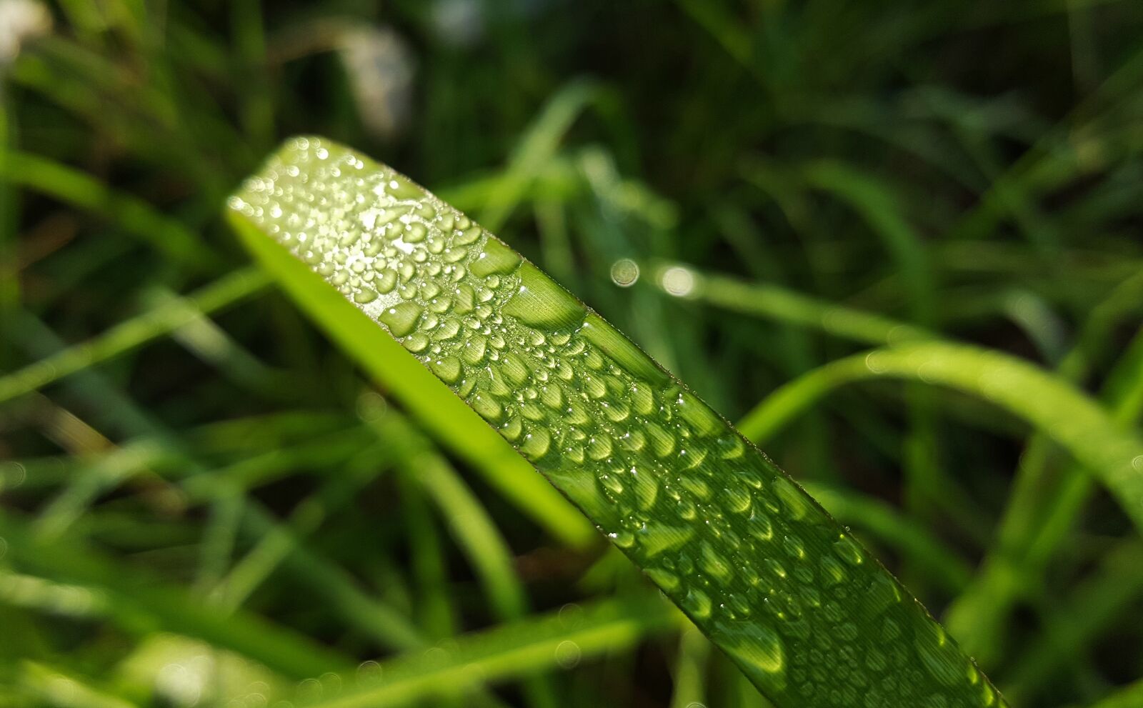 Samsung Galaxy Note5 sample photo. Grass, blade of grass photography