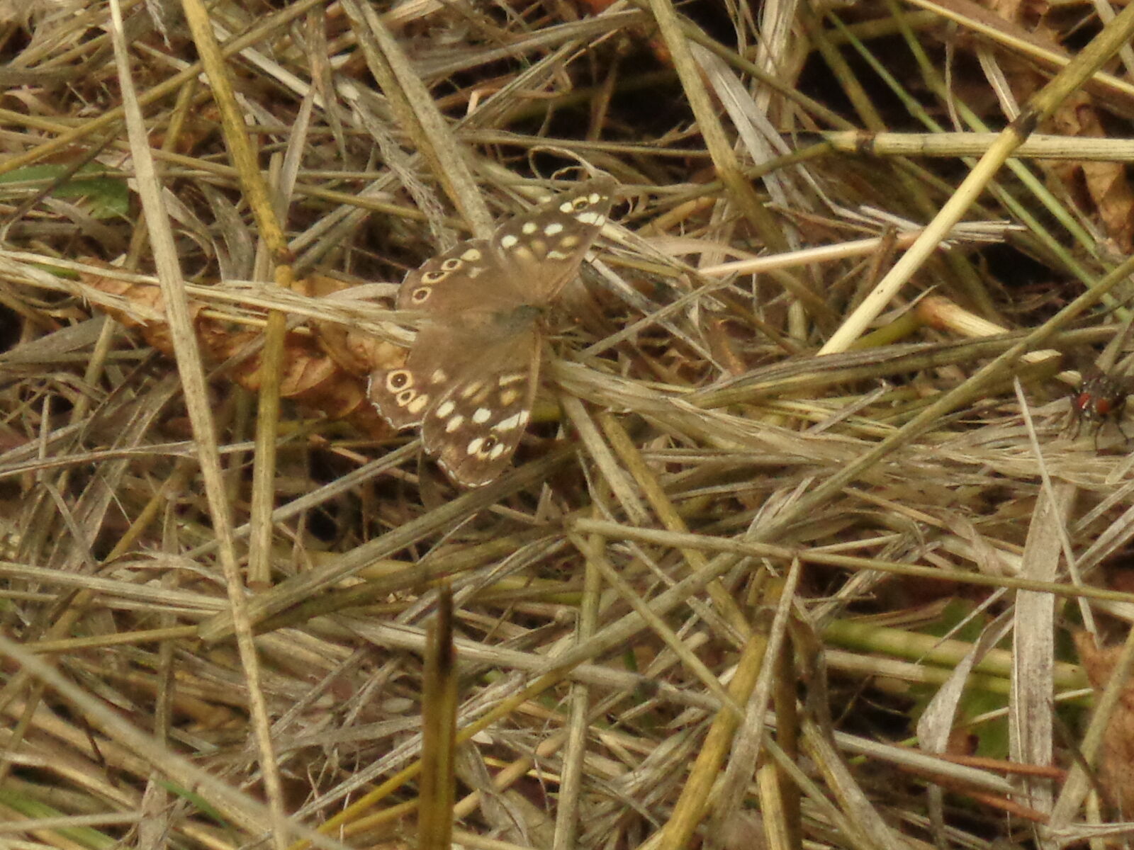 Sony Cyber-shot DSC-W830 sample photo. Camouflage! photography