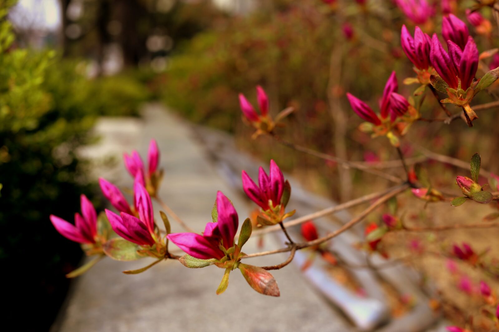 Canon EOS 6D sample photo. Flower, pink, garden photography