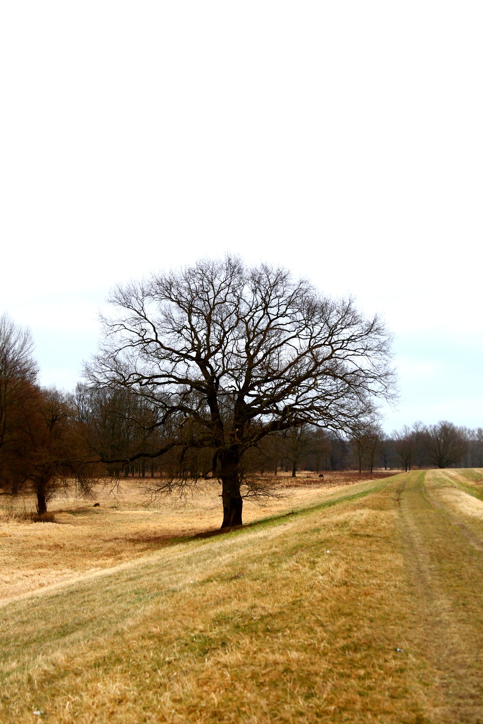 Canon EOS 6D sample photo. Tree, field, landscape photography