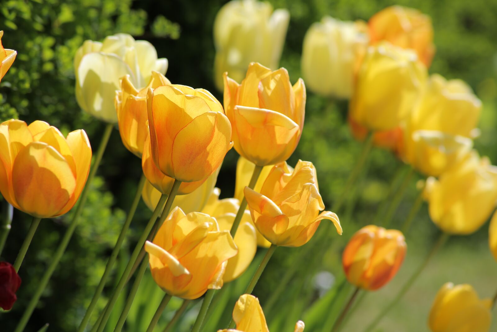 Canon EOS 5D Mark III sample photo. Tulip, flame, yellow photography
