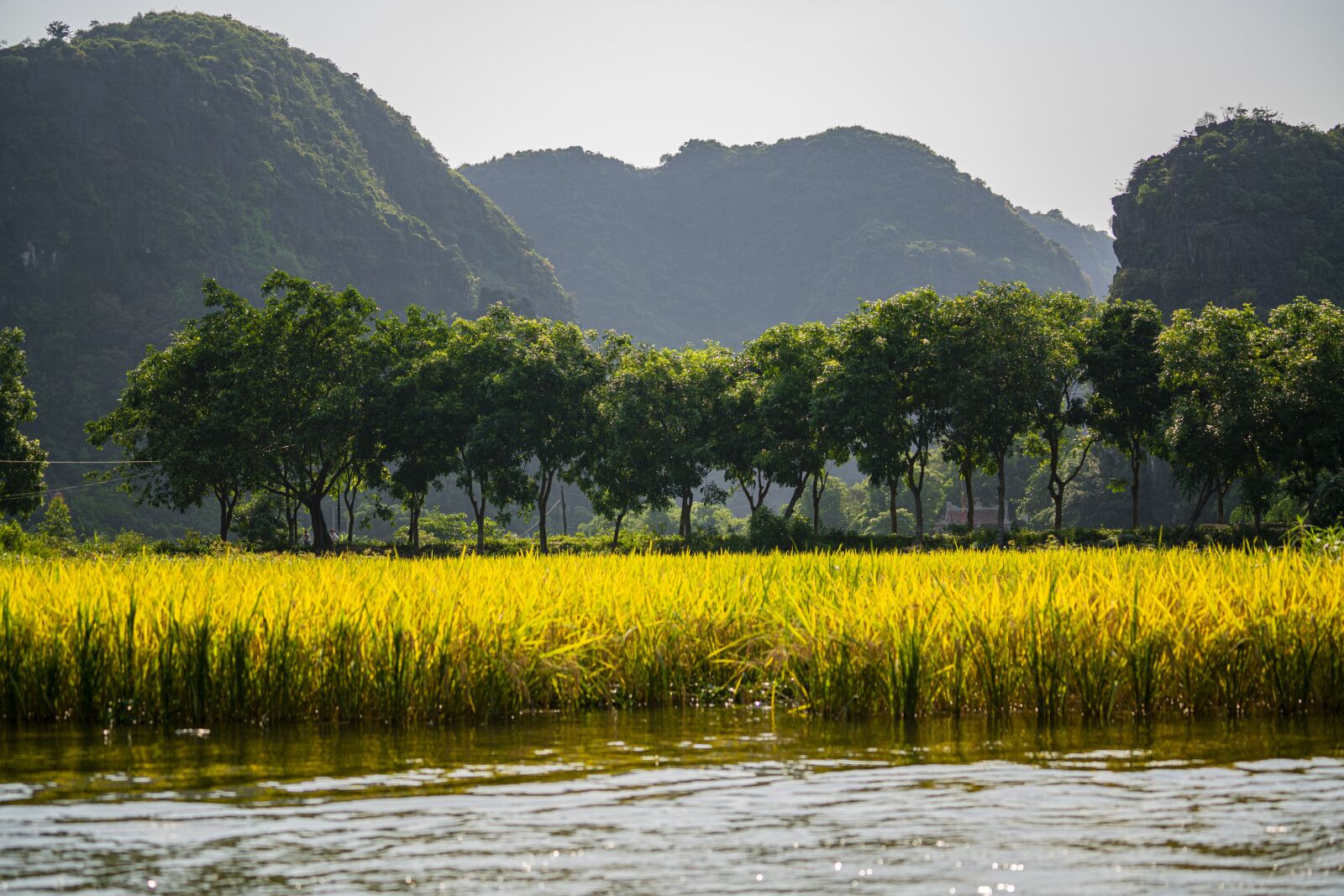 Sony a7R II + Sony FE 70-200mm F4 G OSS sample photo. Rice fields, mountains, trees photography