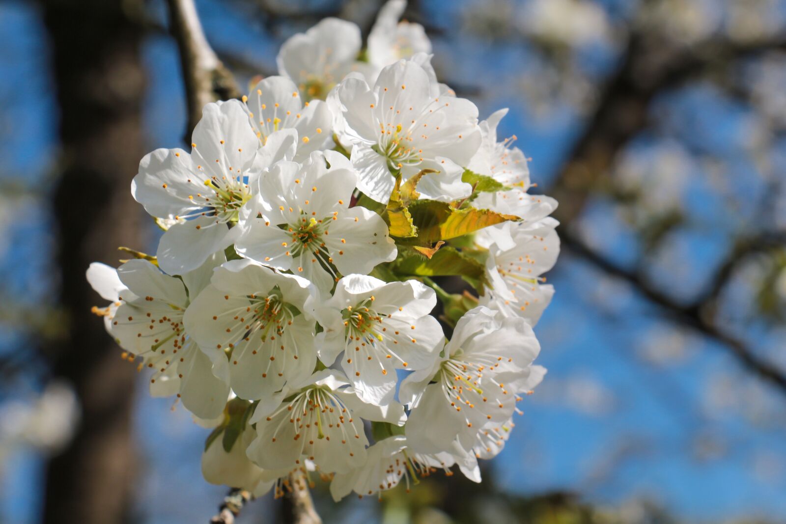 Canon EOS 700D (EOS Rebel T5i / EOS Kiss X7i) sample photo. Tree, flower, cherry wood photography