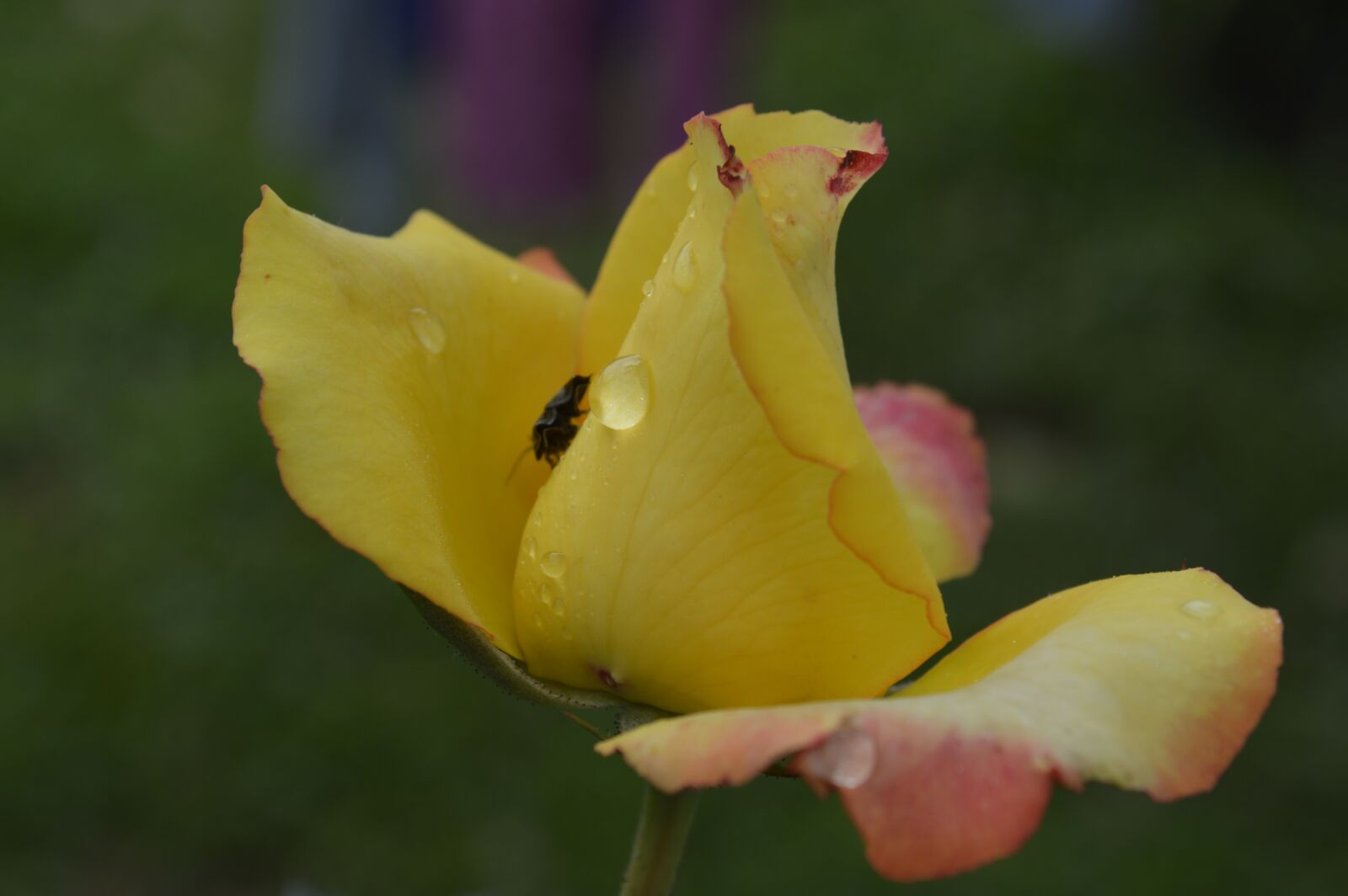 Nikon D3200 sample photo. Rose, nature, flower photography