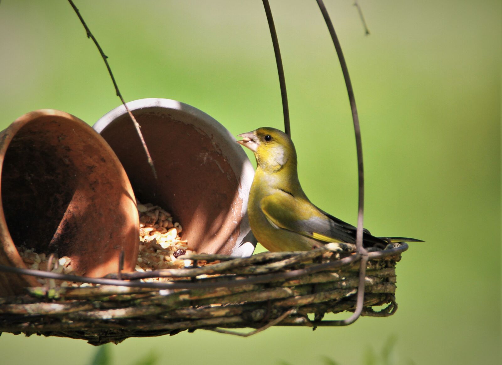 Canon EOS 7D sample photo. Greenfinch, feeding place, foraging photography