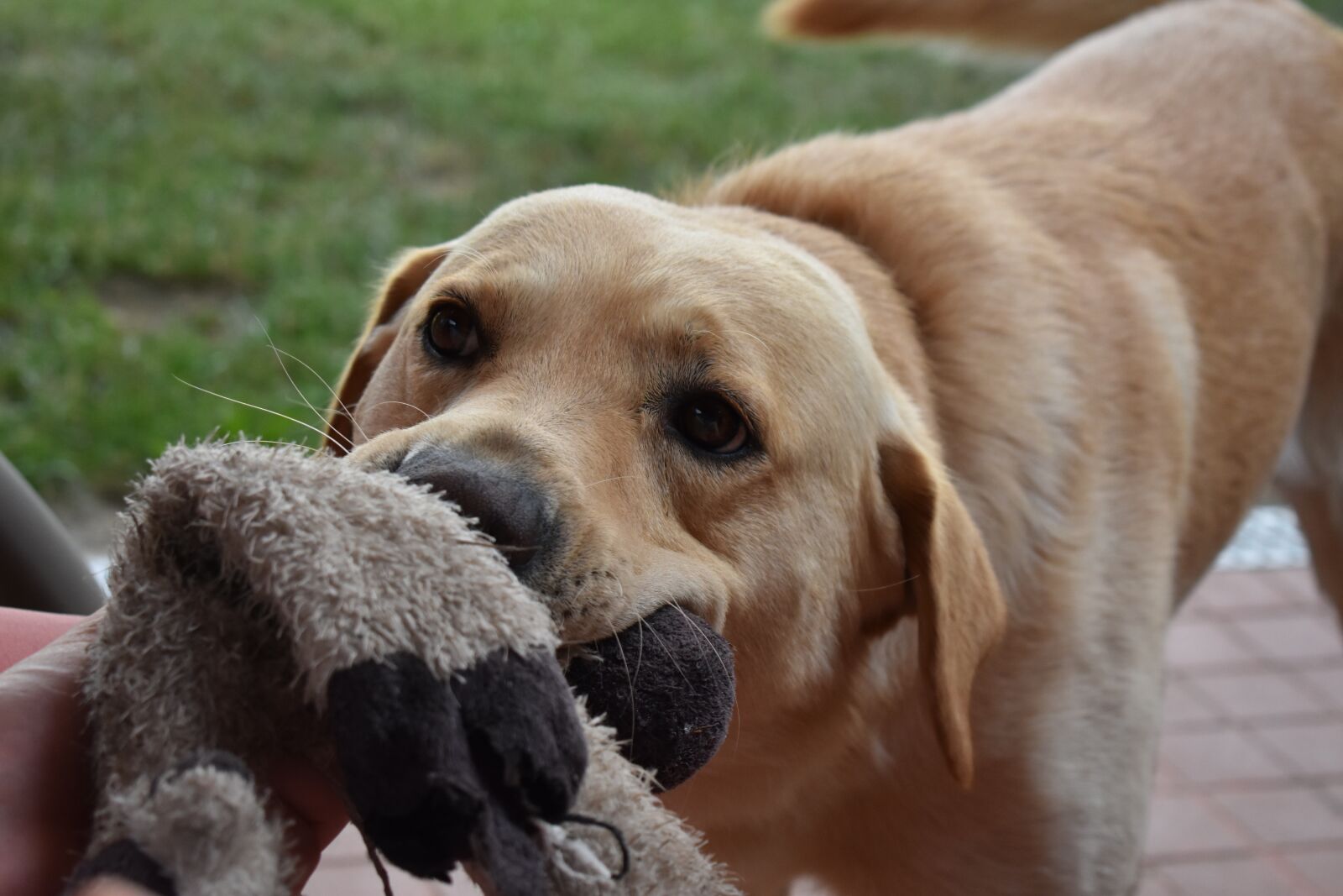 Nikon D3400 sample photo. Dog, toy, cute photography