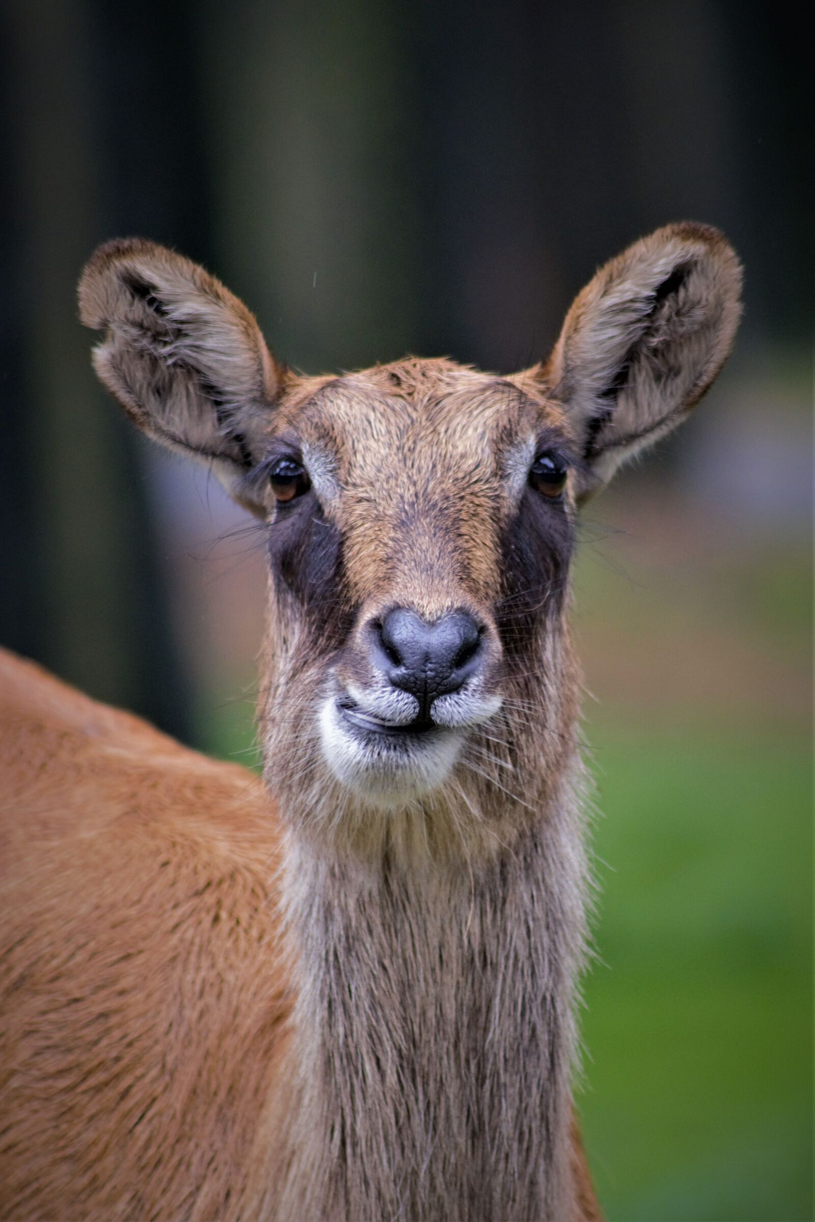 Nikon D5200 sample photo. Waterbuck, ellipses water bock photography