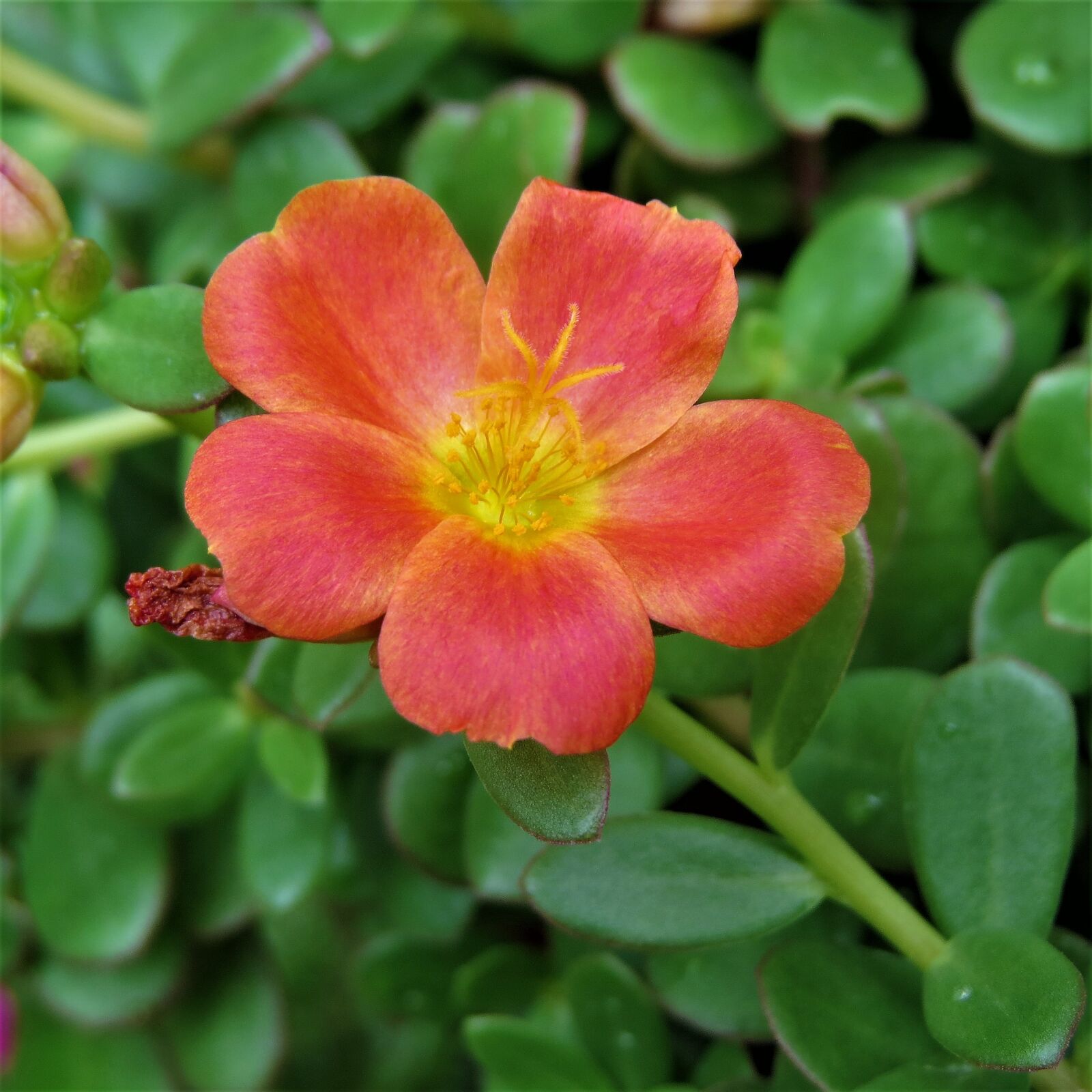 Canon PowerShot SX50 HS sample photo. Flower, yellow, rust photography