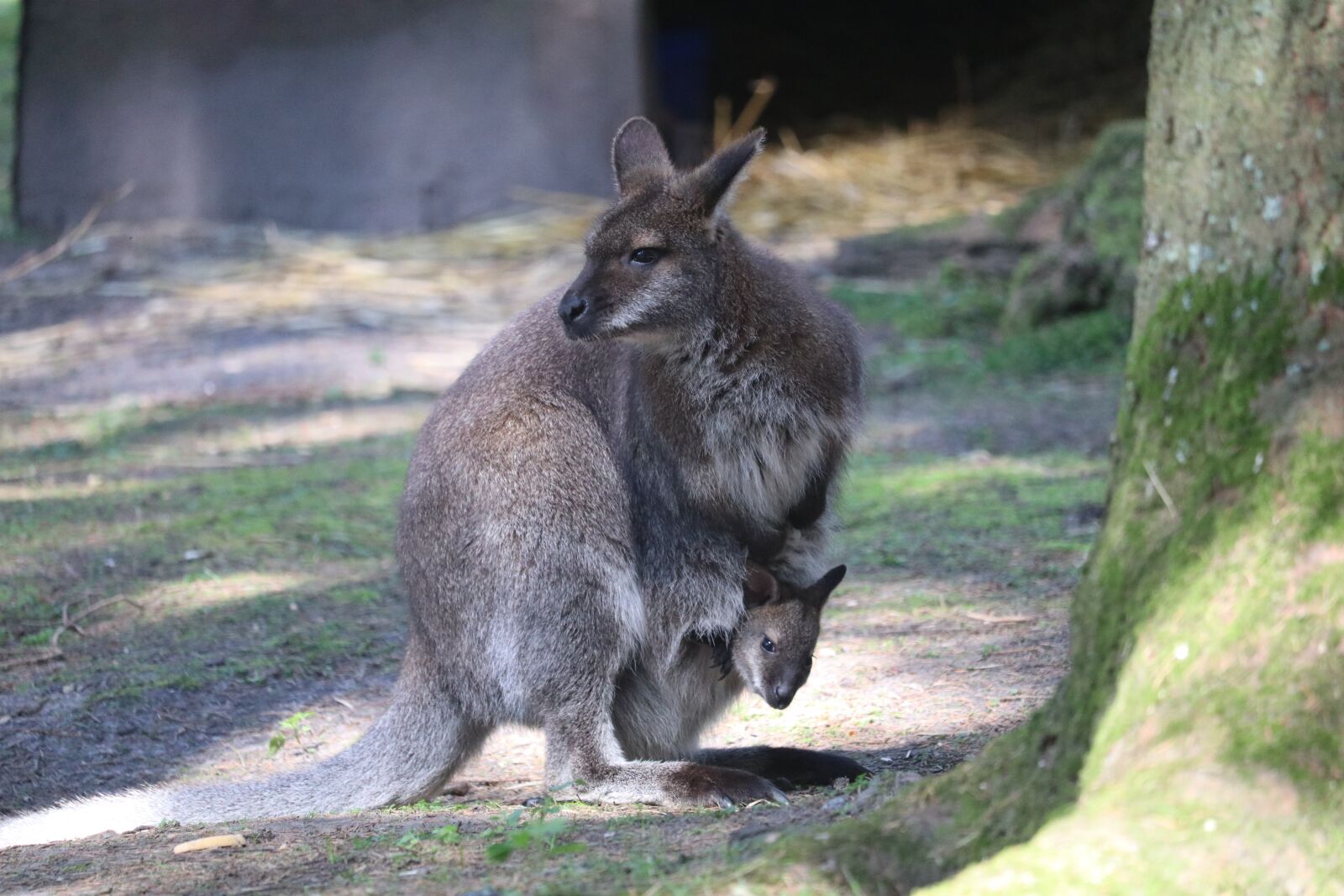 Canon EOS 80D sample photo. Wallaby, baby, pouch photography